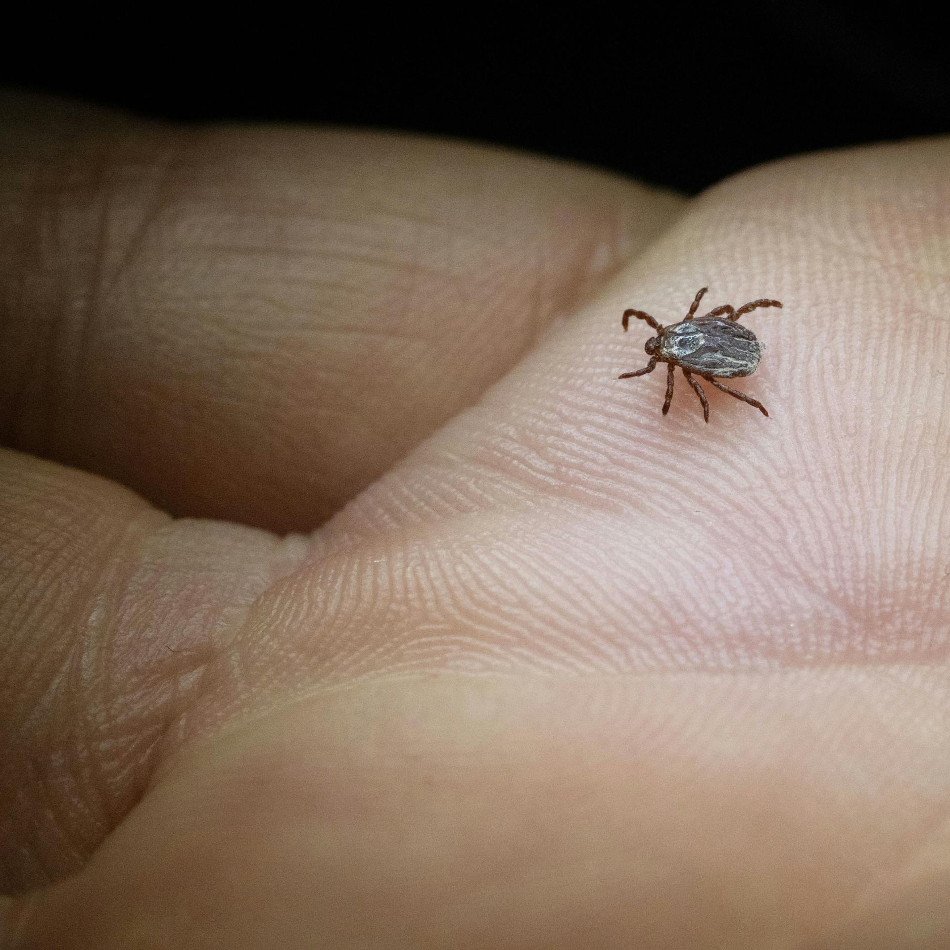 Image - Zecken in Deutschland: RKI benennt neue FSME-Risikogebiete