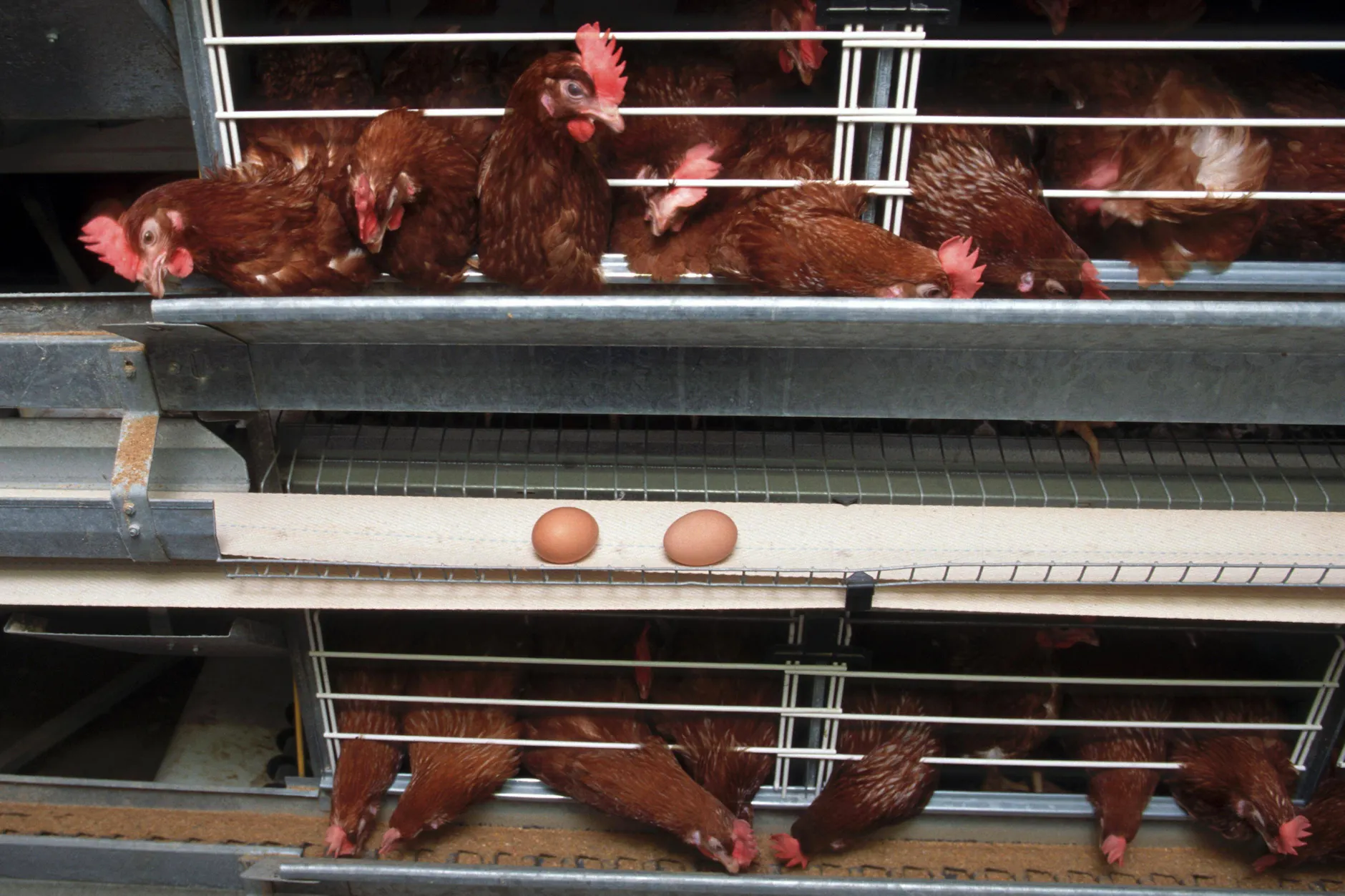 Legehennen in Käfighaltung: Solche Systeme sind in der EU verboten, in der Ukraine jedoch weiterhin erlaubt.