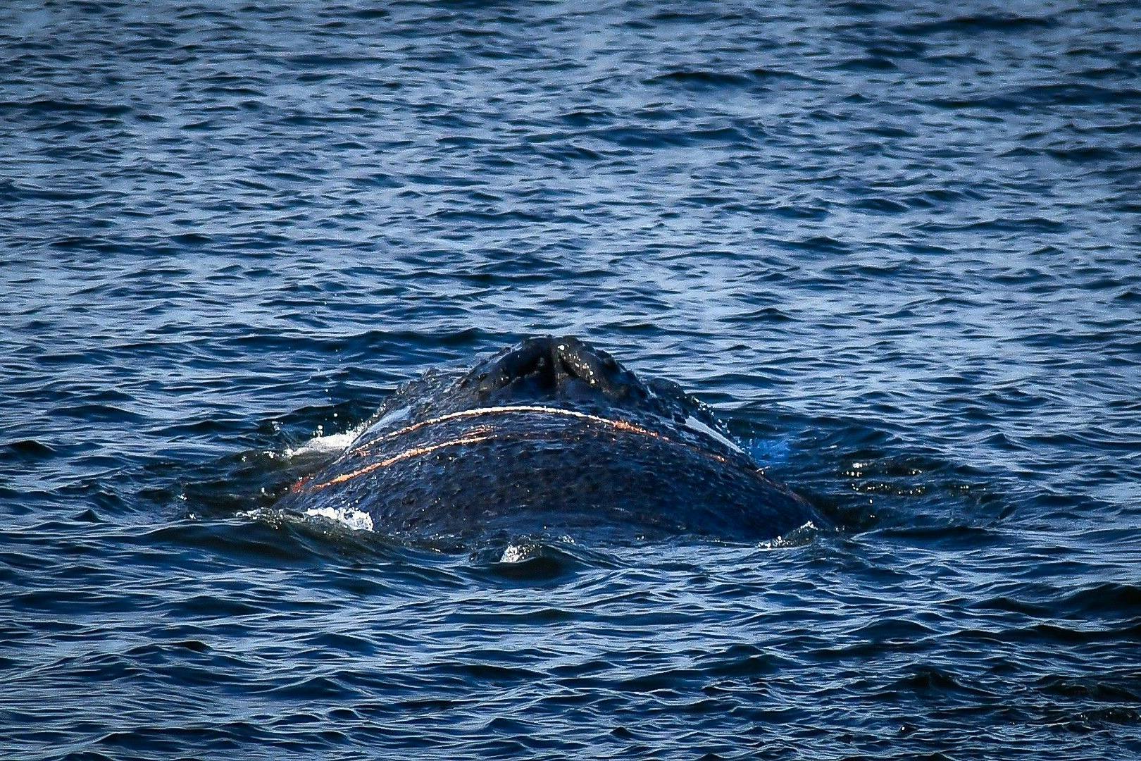 Wo sich der Wal aktuell aufhält, ist unklar. Experten glauben aber, dass er sich wieder in verschiedene Häfen an der Ostsee verirren könnte.