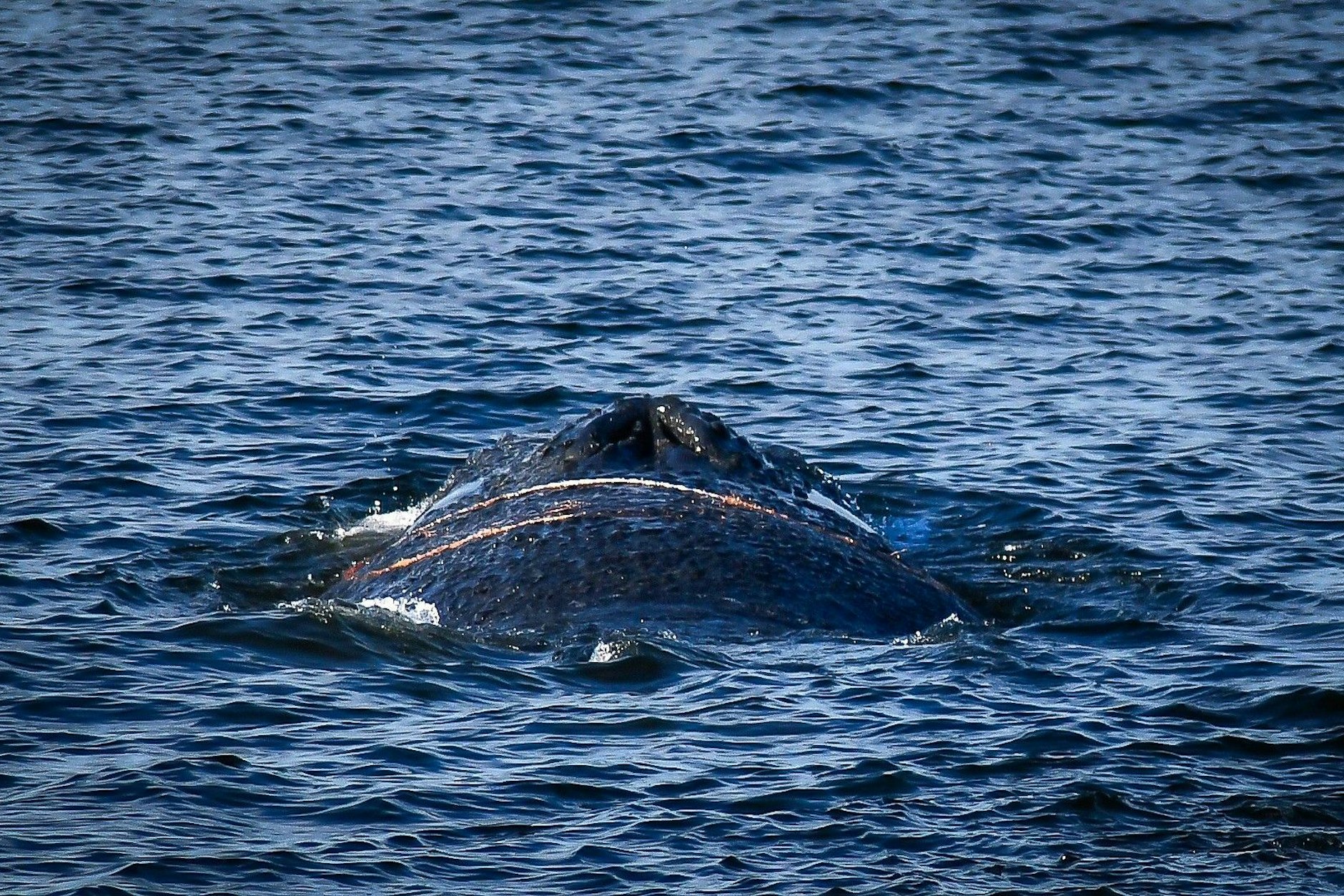 Wo sich der Wal aktuell aufhält, ist unklar. Experten glauben aber, dass er sich wieder in verschiedene Häfen an der Ostsee verirren könnte.
