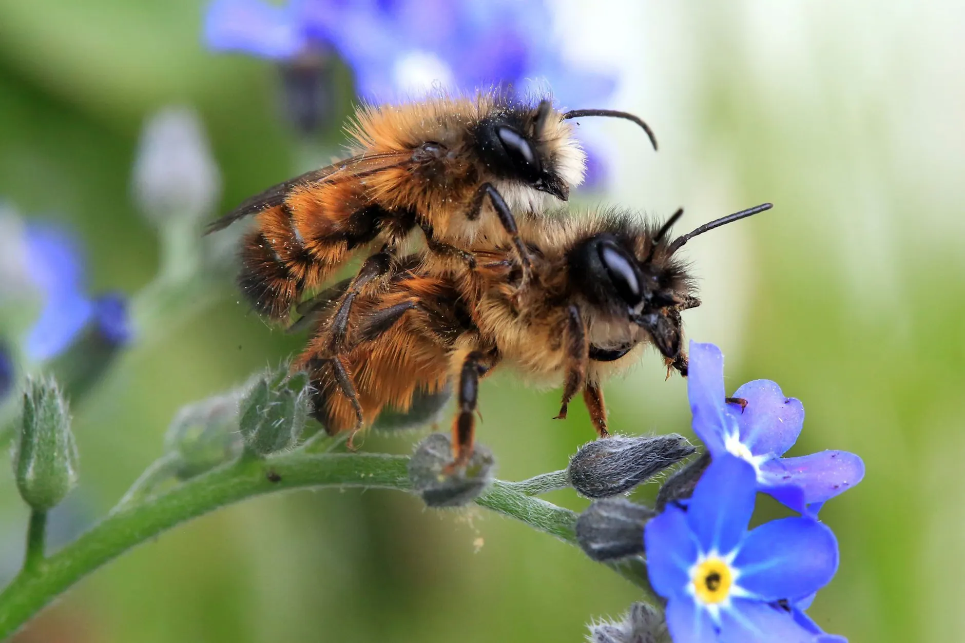 Frühlingsgefühle auch in der Tierwelt: Diese zwei Gehörnten Mauerbienen hat es gepackt.