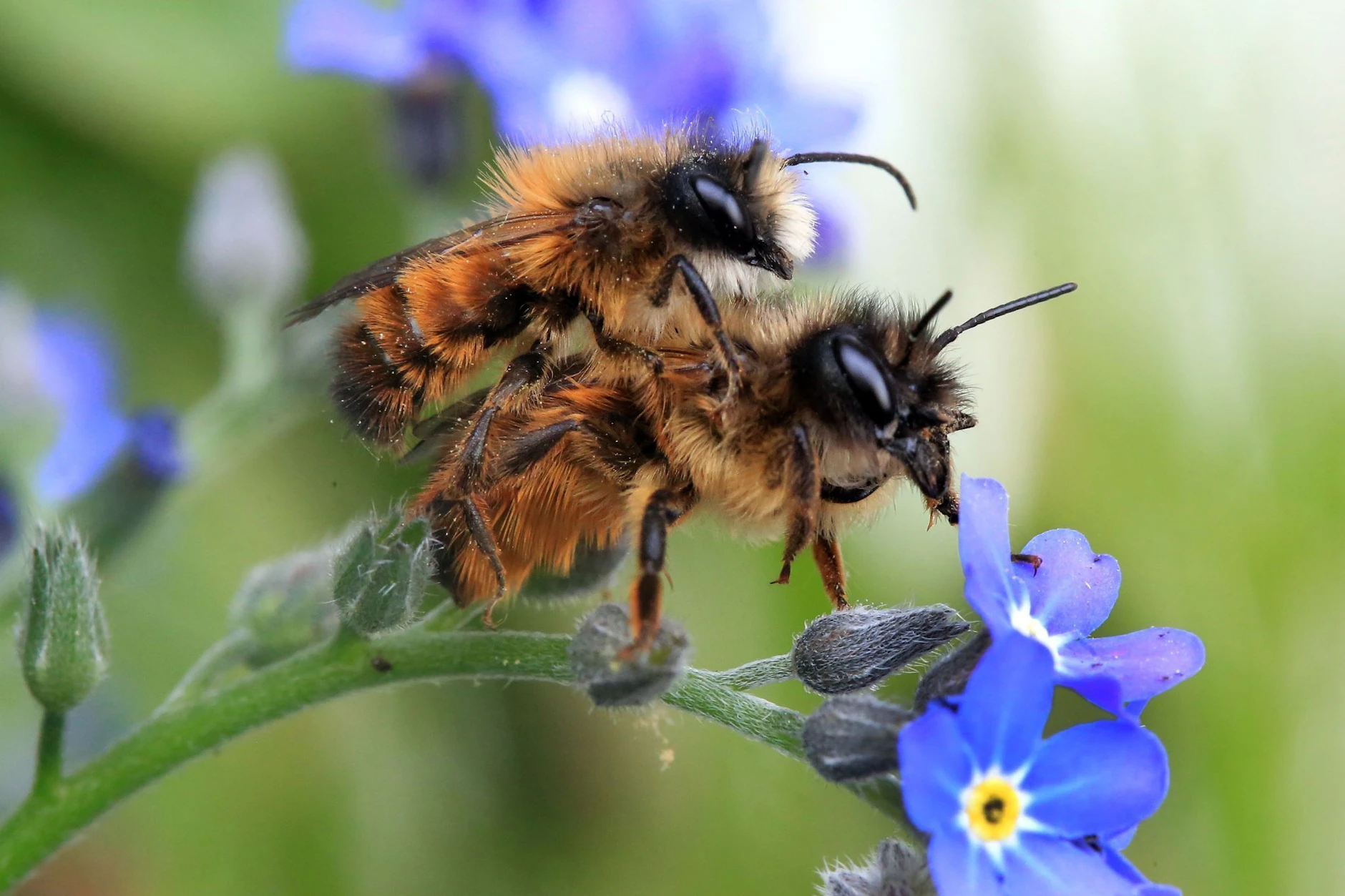 Frühlingsgefühle auch in der Tierwelt: Diese zwei Gehörnten Mauerbienen hat es gepackt.