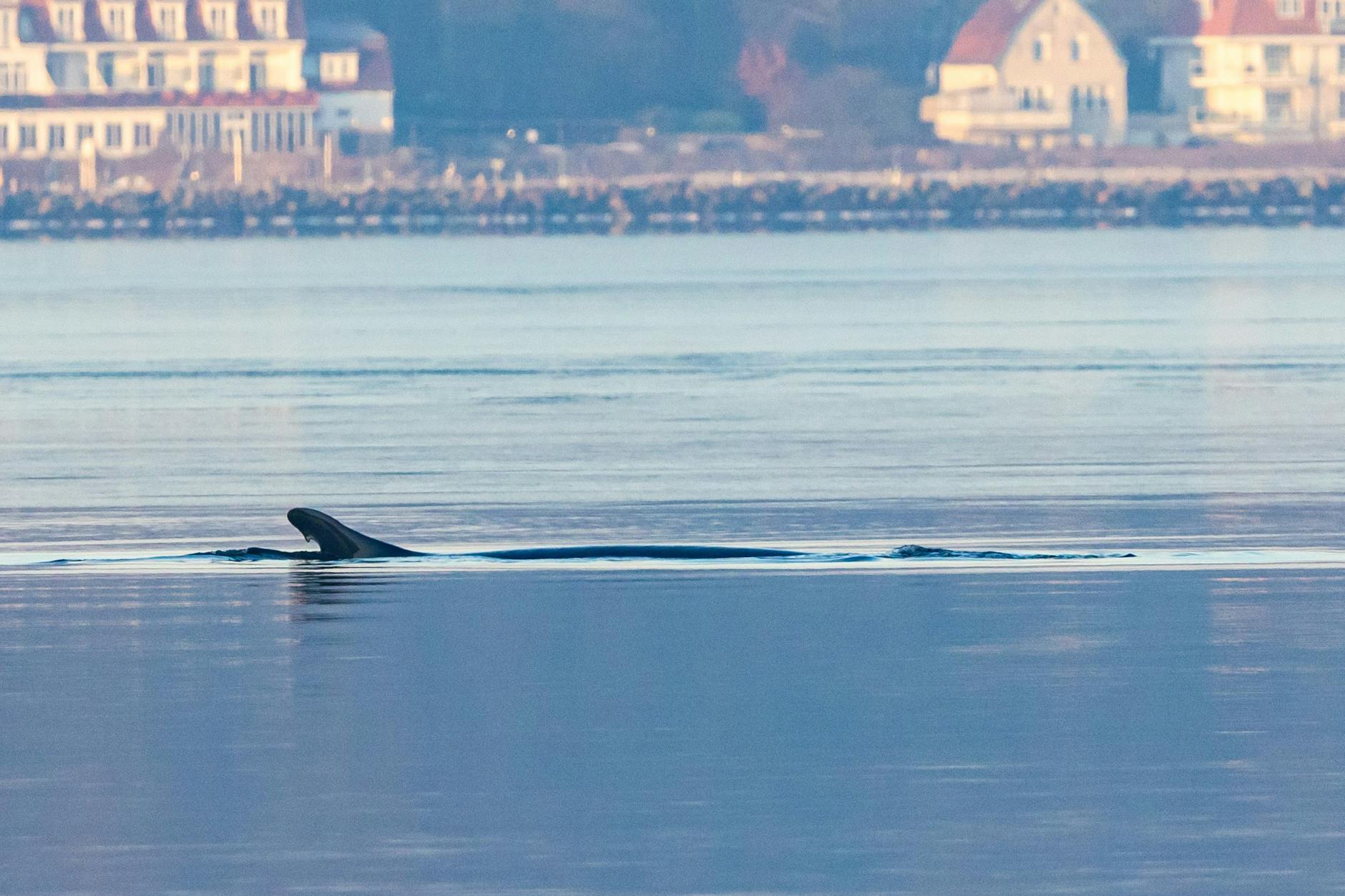 Schon mehrfach wurde der Wal in der Ostsee gesichtet. Das Tier scheint aber geschwächt zu sein, denn eine Leine hat sich um seinen Körper verfangen.