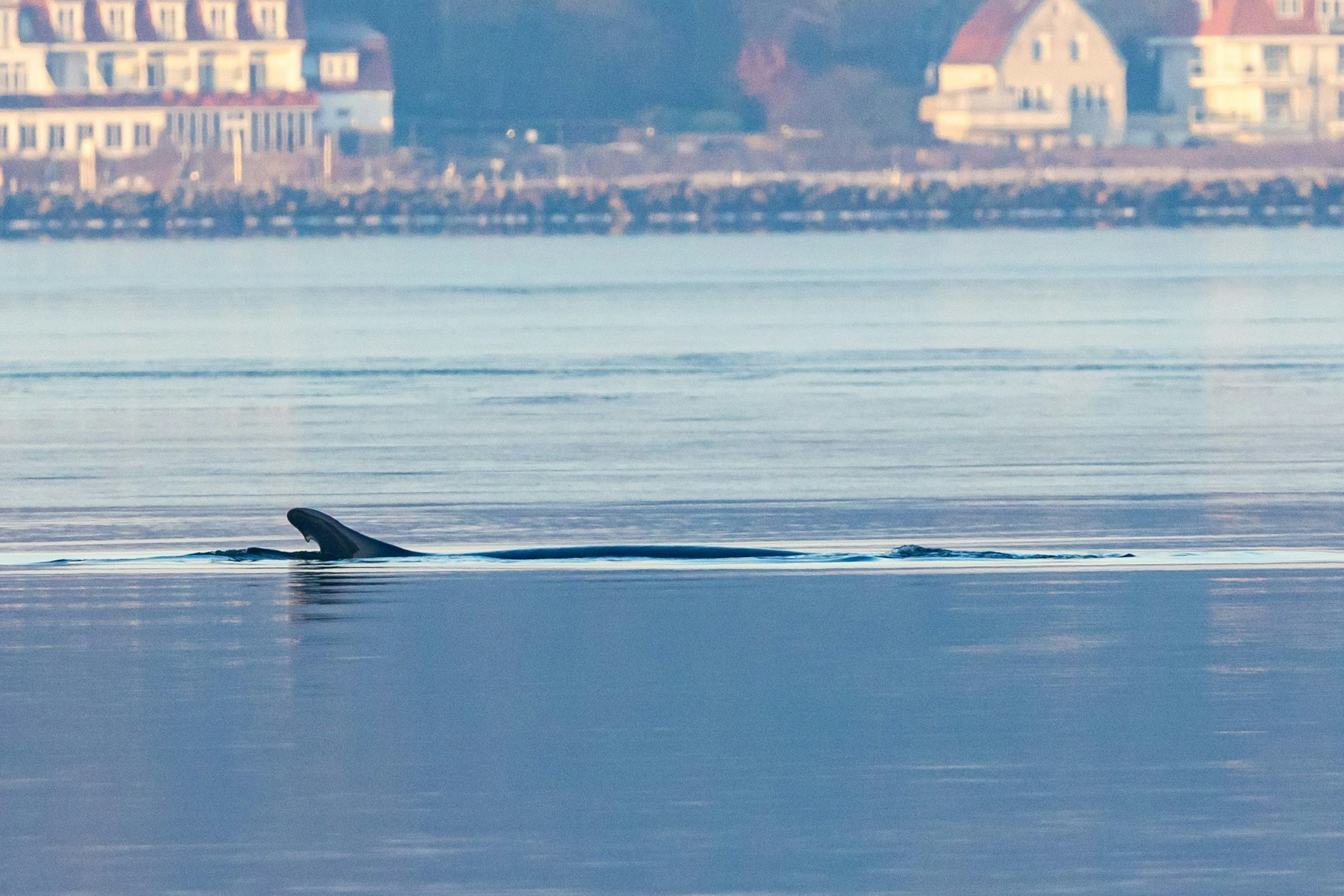 Schon mehrfach wurde der Wal in der Ostsee gesichtet. Das Tier scheint aber geschwächt zu sein, denn eine Leine hat sich um seinen Körper verfangen.