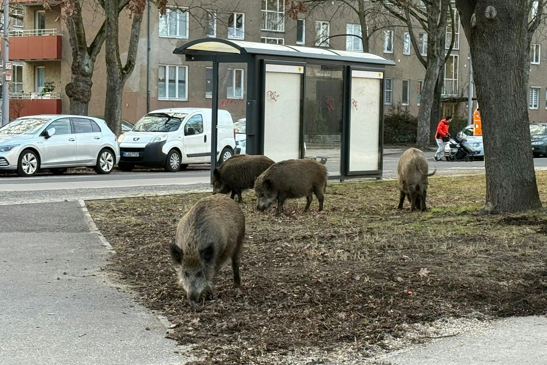 <a href="https://www.berliner-kurier.de/berlin/wildschwein-geht-in-koepenick-einkaufen-li.10024398"></a><a href="https://www.berliner-kurier.de/berlin/wildschwein-geht-in-koepenick-einkaufen-li.10024398"></a><a href="https://www.berliner-kurier.de/berlin/wildschwein-geht-in-koepenick-einkaufen-li.10024398">Wildschweine mitten in Spandau: Die Tiere durchstreifen</a> selbst Straßen und Haltestellenbereiche ohne Scheu