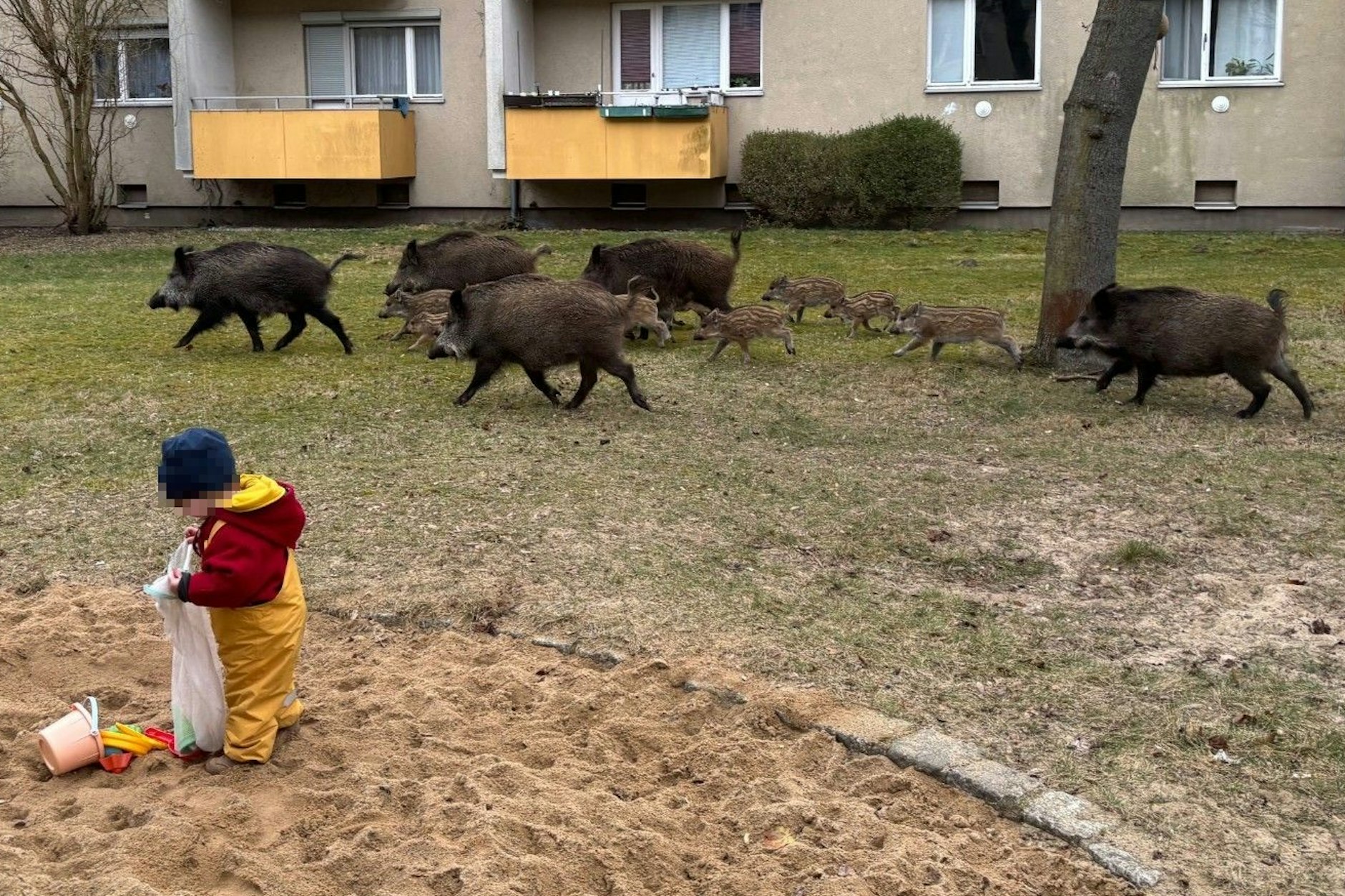 Wildschwein-Rotte mitten im Wohngebiet: Die Tiere laufen nur wenige Meter an einem spielenden Kind vorbei