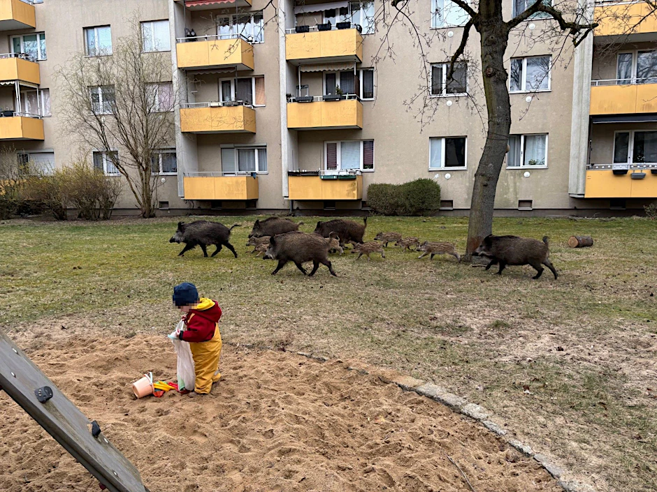 Wildschwein-Rotte mitten im Wohngebiet: Die Tiere laufen nur wenige Meter an einem spielenden Kind vorbei.