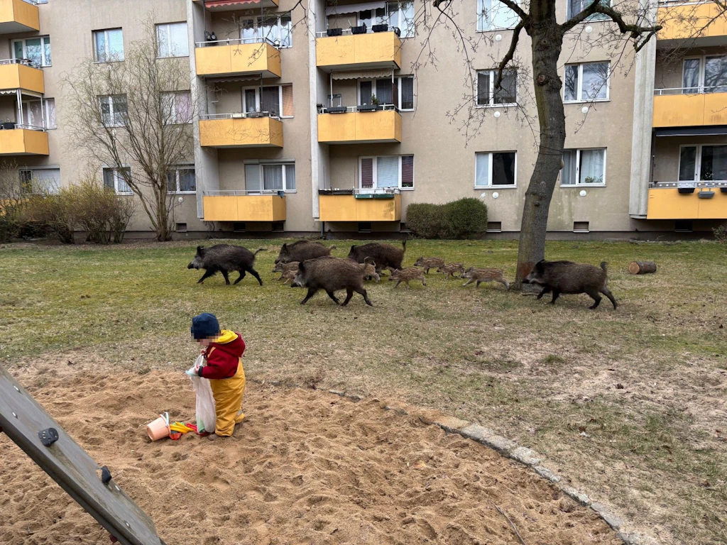 Wildschwein-Alarm in Berlin: Rotten laufen durch Wohngebiete