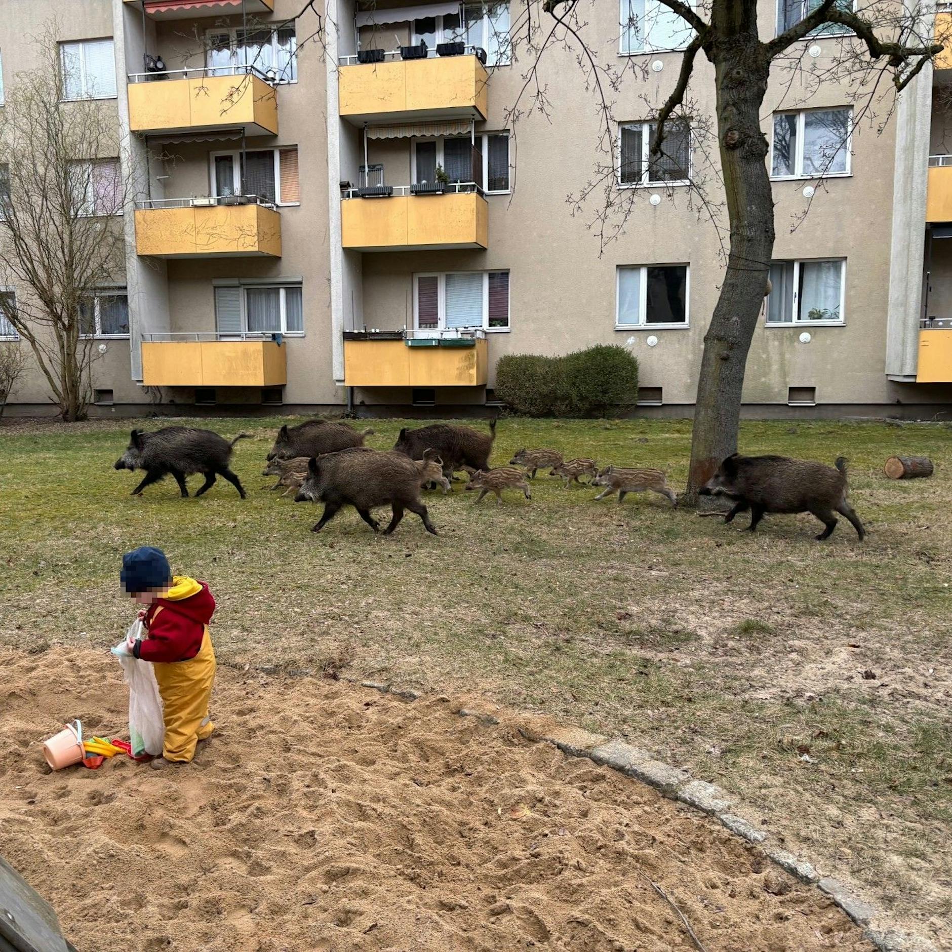 Wildschwein-Alarm in Berlin: Tiere laufen durch Wohngebiete