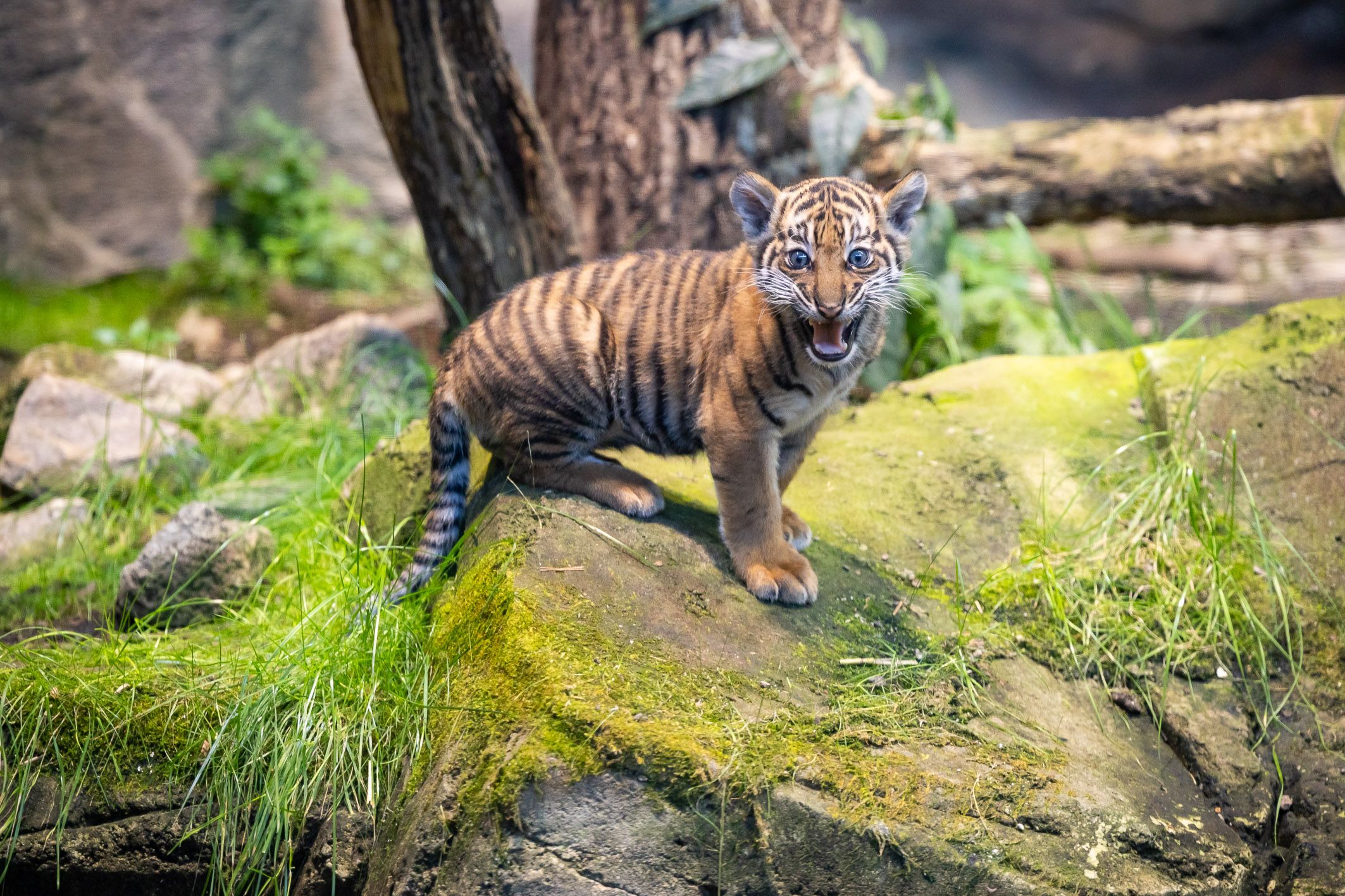 Tiger-Lilly: Bezirksamt kümmert sich um süßen Baby-Tiger ohne Papa