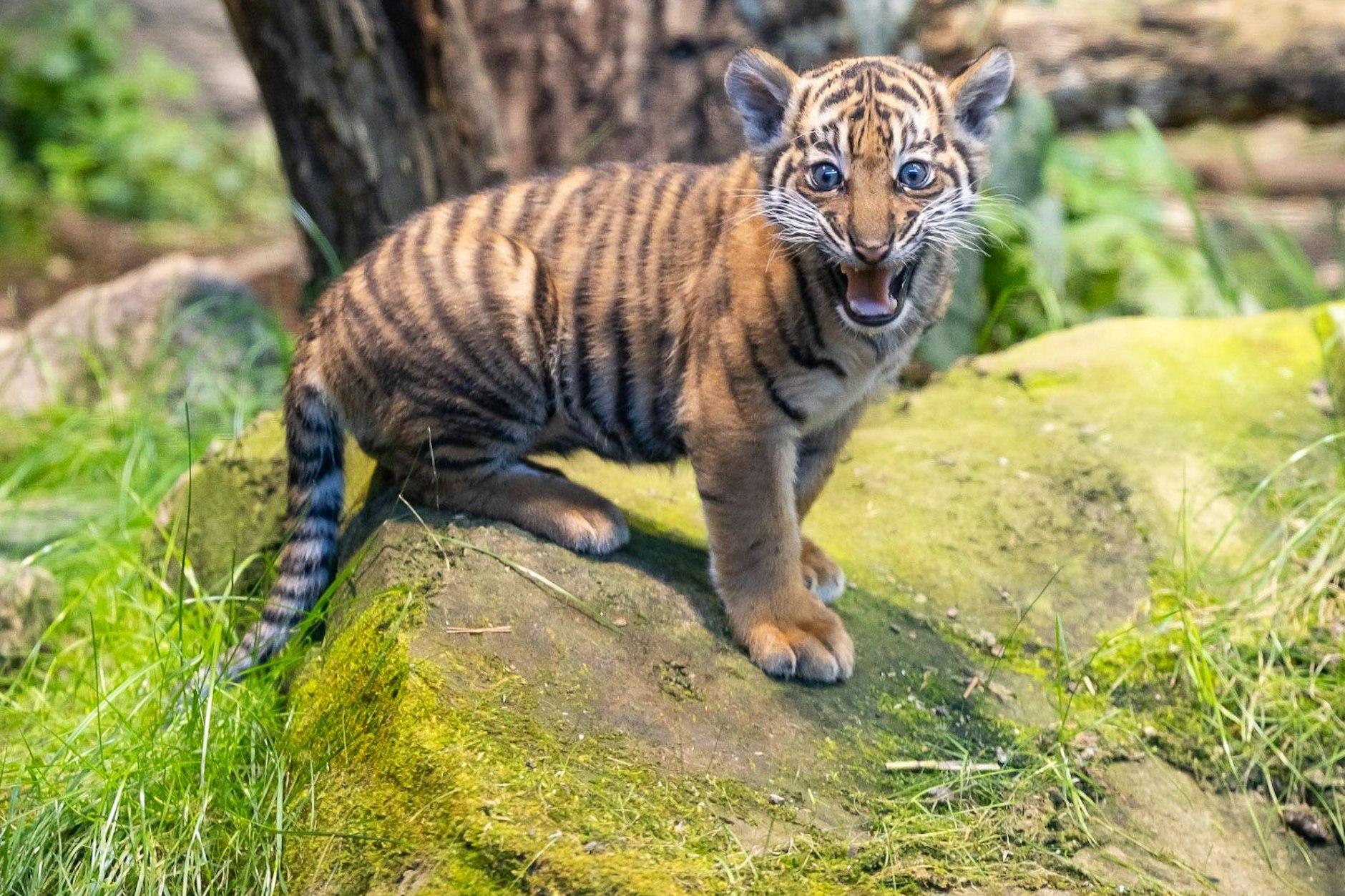 Zum Fauchen schö: Lilly heißt jetzt der Baby-Tiger, der im Tierpark Berlin aufwächst.