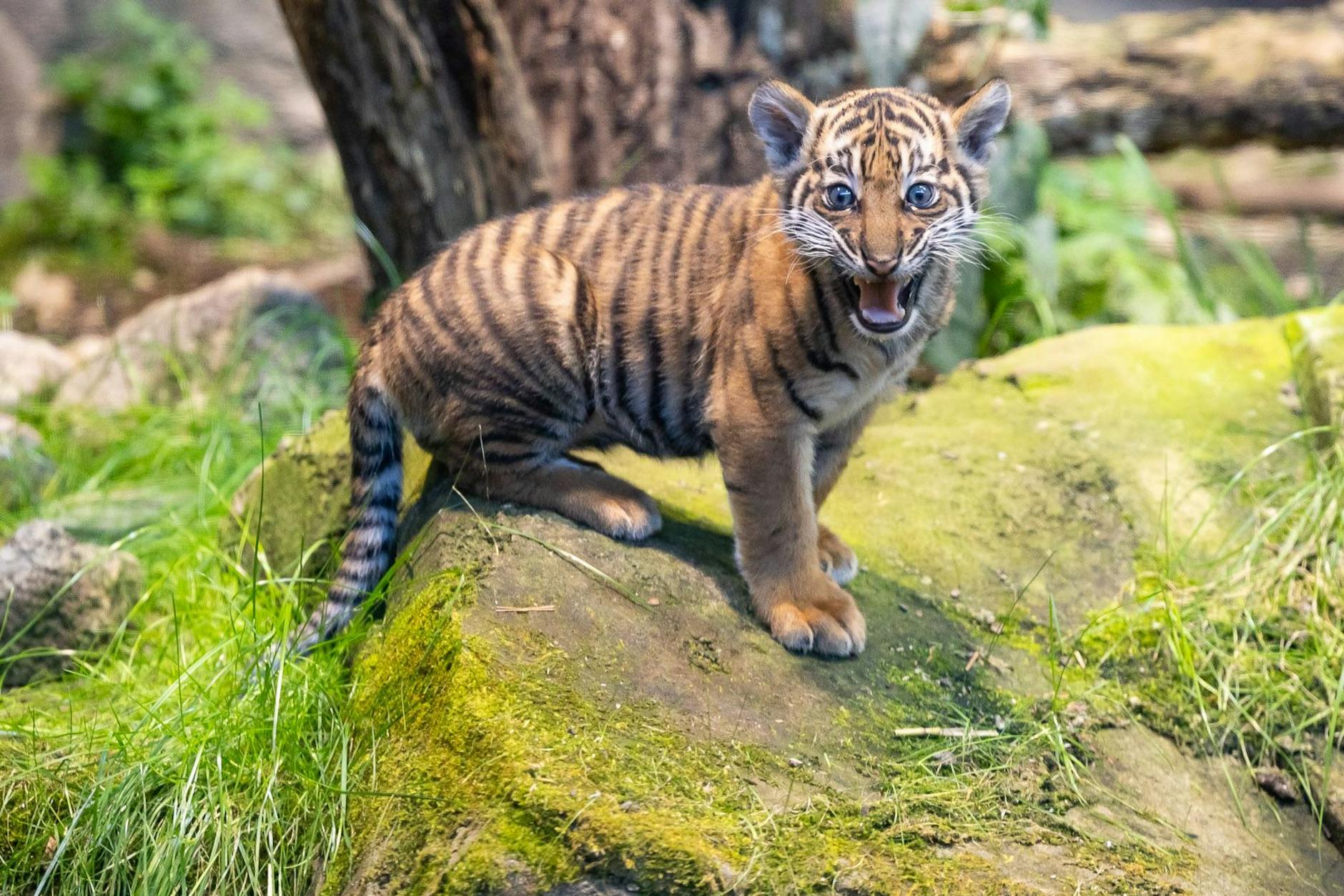 Tiger-Lilly: Bezirksamt kümmert sich um süßen Baby-Tiger ohne Papa
