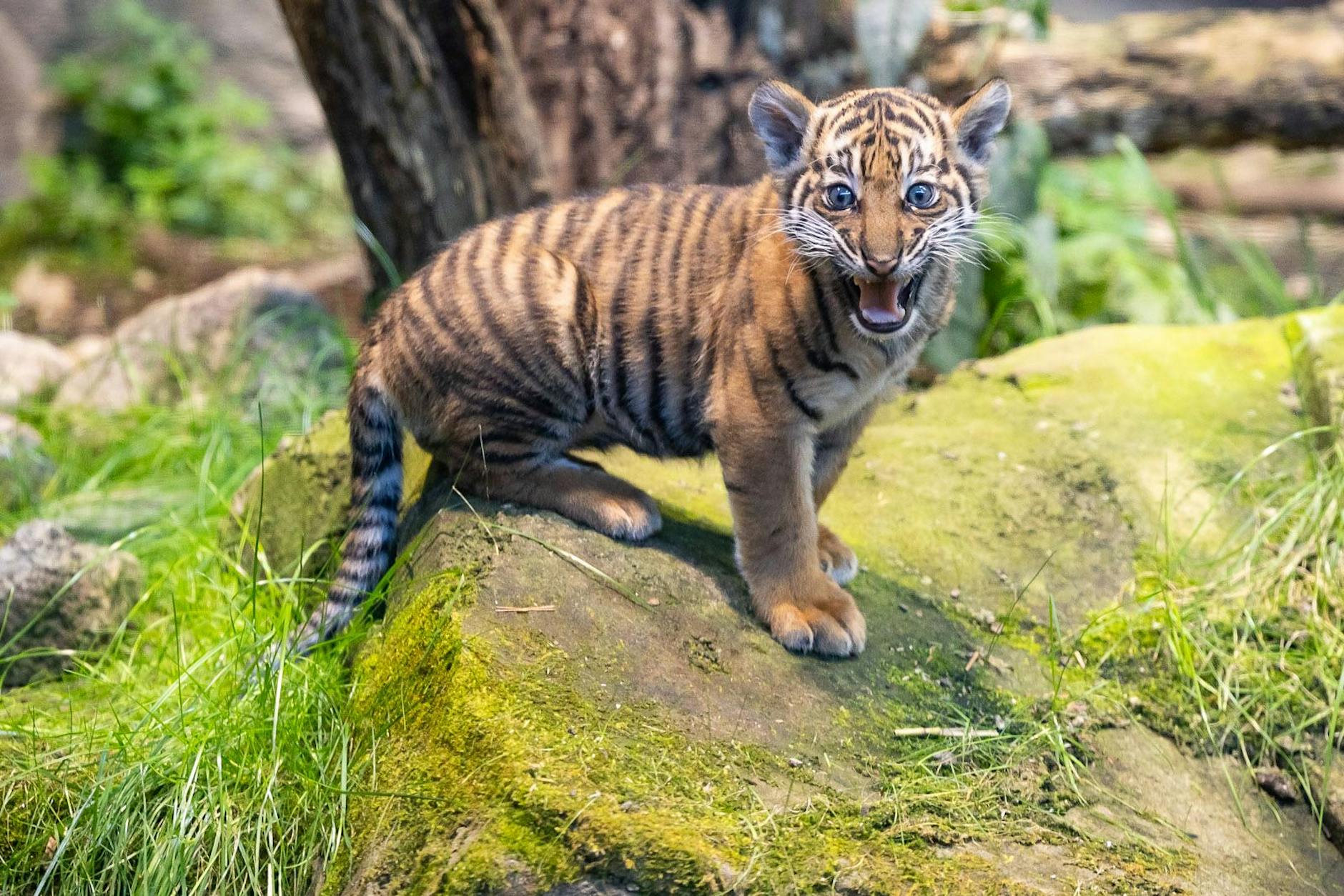 Sie wächst ohne Papa auf: Bezirksamt kümmert sich um Baby-Tiger Lilly