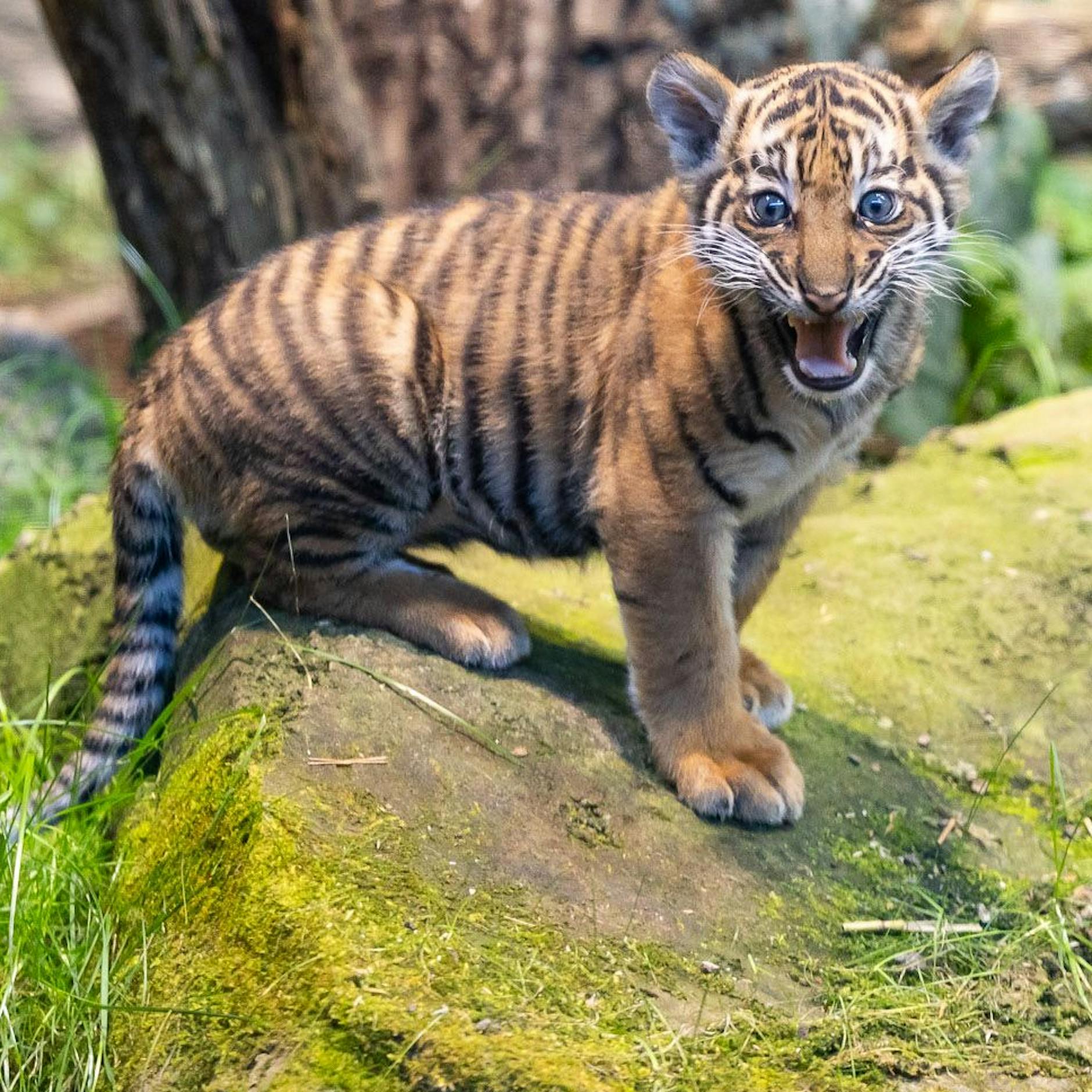 Tiger-Lilly: Bezirksamt kümmert sich um süßen Baby-Tiger ohne Papa