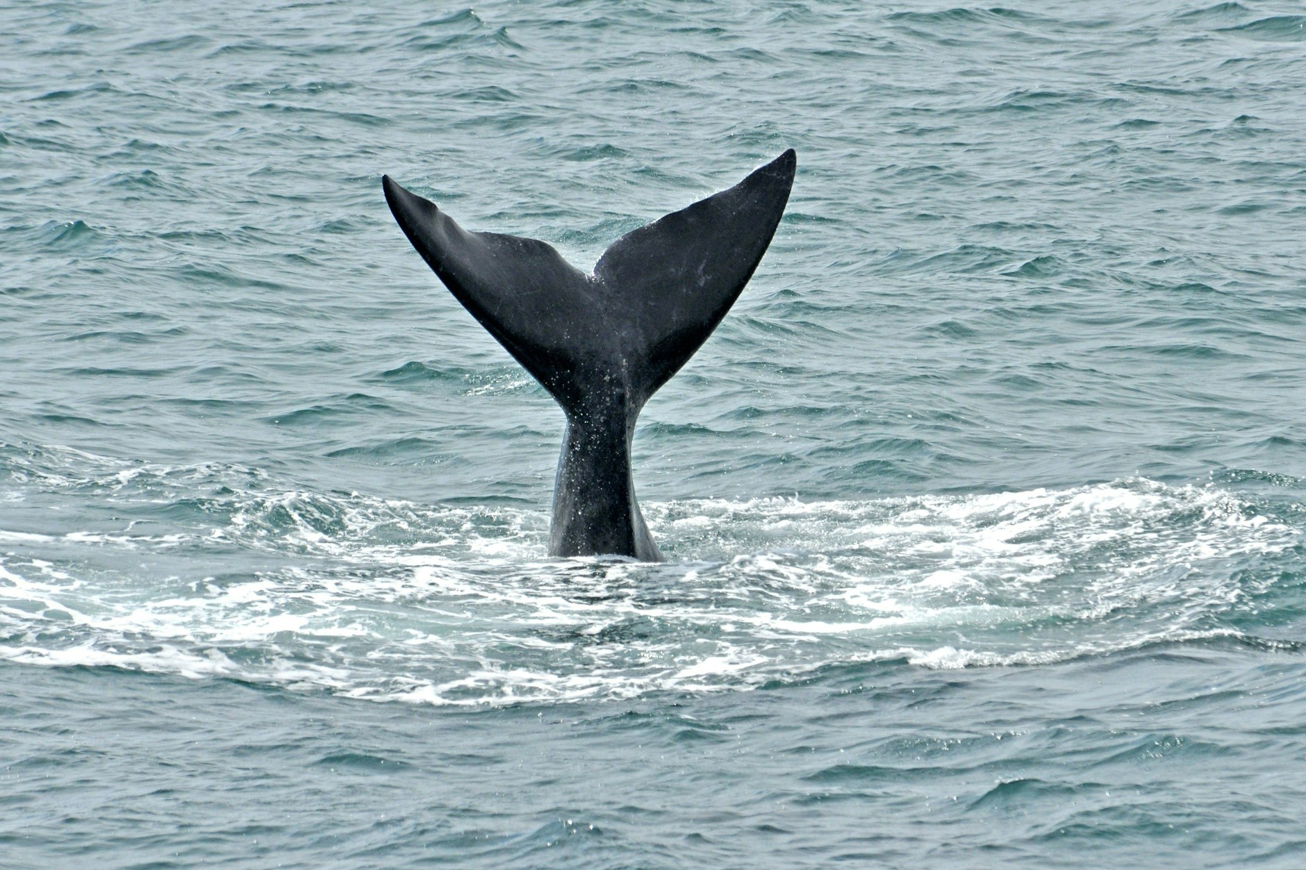 Wale gehören eigentlich in den Ozean. Das Tier in der Ostsee hat sich vermutlich auf der Suche nach Futter oder einem Laichplatz in das Gewässer verirrt. (Symbolfoto)