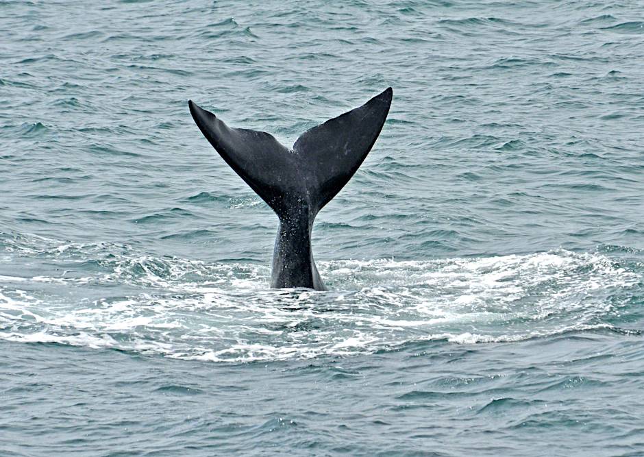 Schon mehrfach wurde der Wal in der Ostsee gesichtet. Das Tier scheint aber geschwächt zu sein, denn eine Leine hat sich um seinen Körper verfangen.