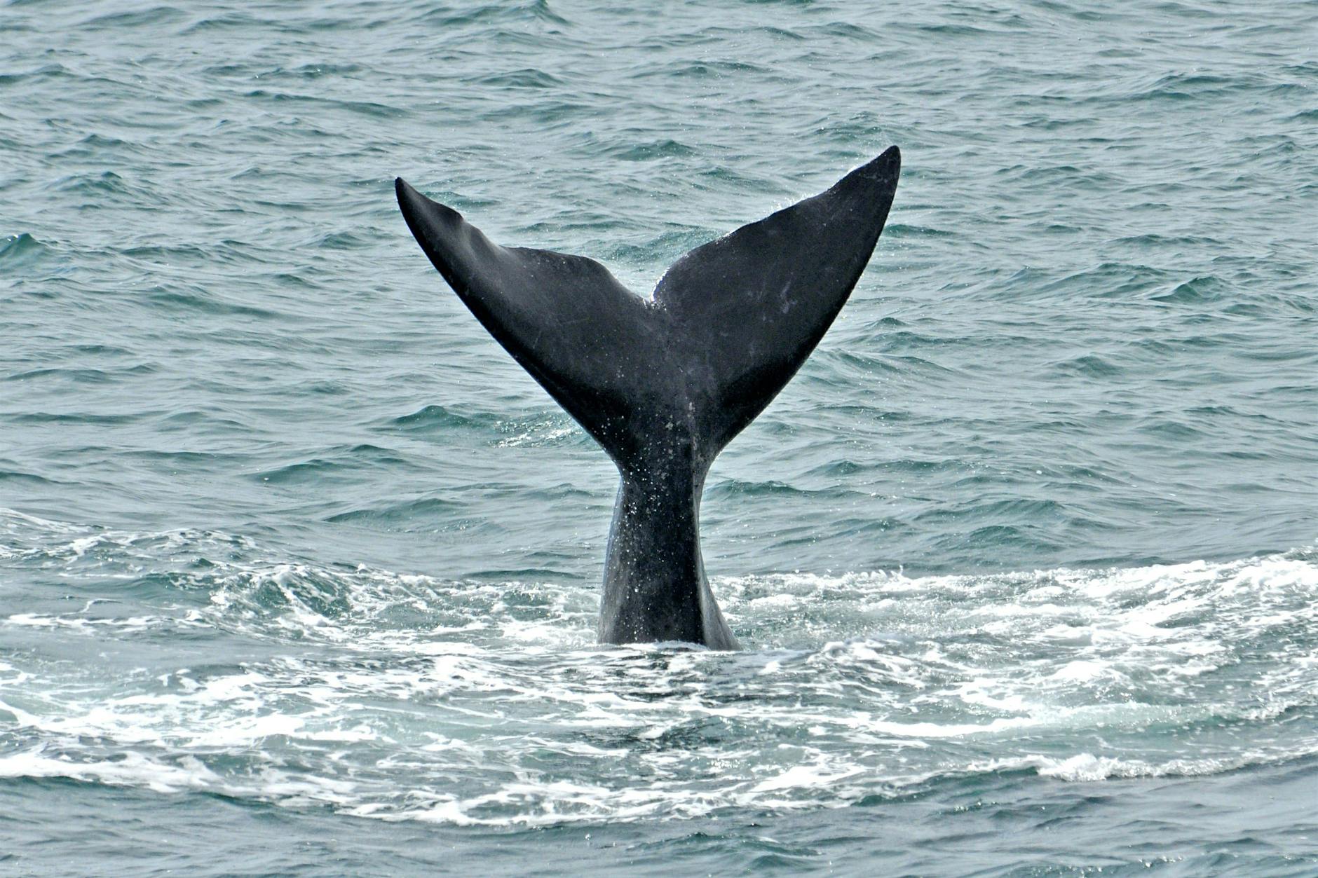 Drama um Wal in der Ostsee: Hier könnte er jetzt auftauchen!