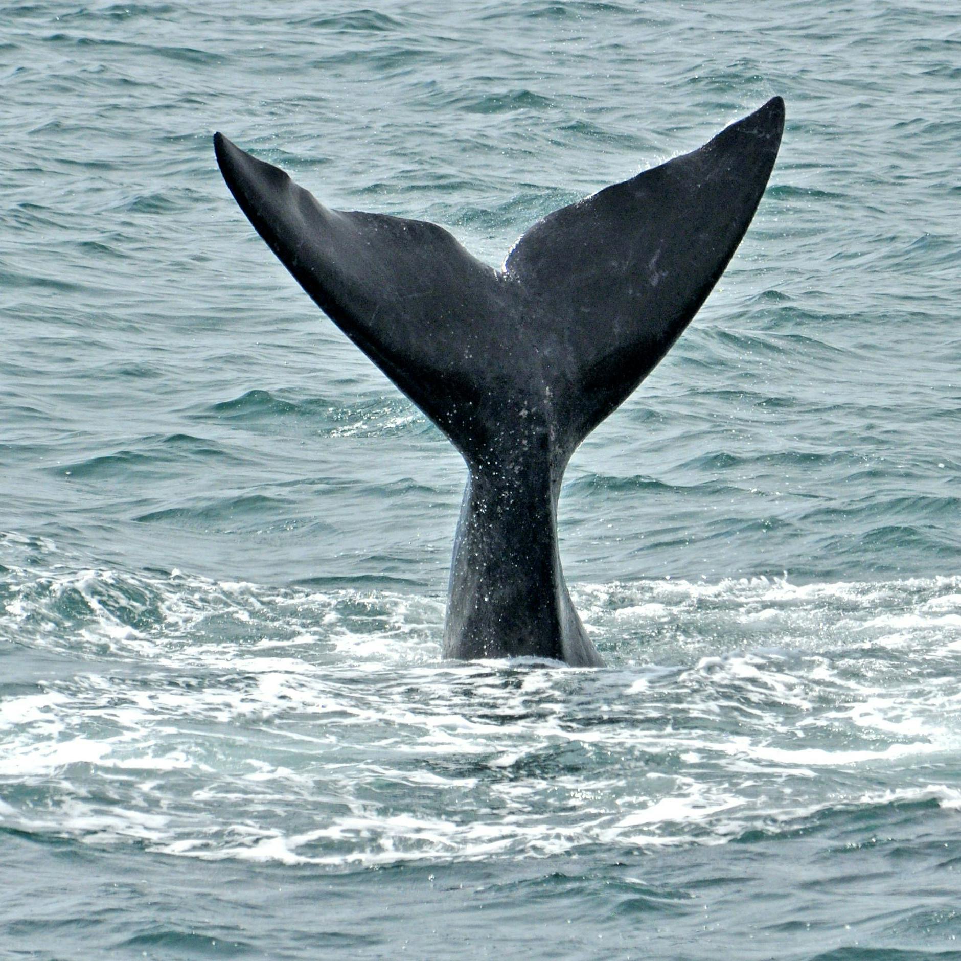 Drama um Wal in der Ostsee: Hier könnte er jetzt auftauchen!