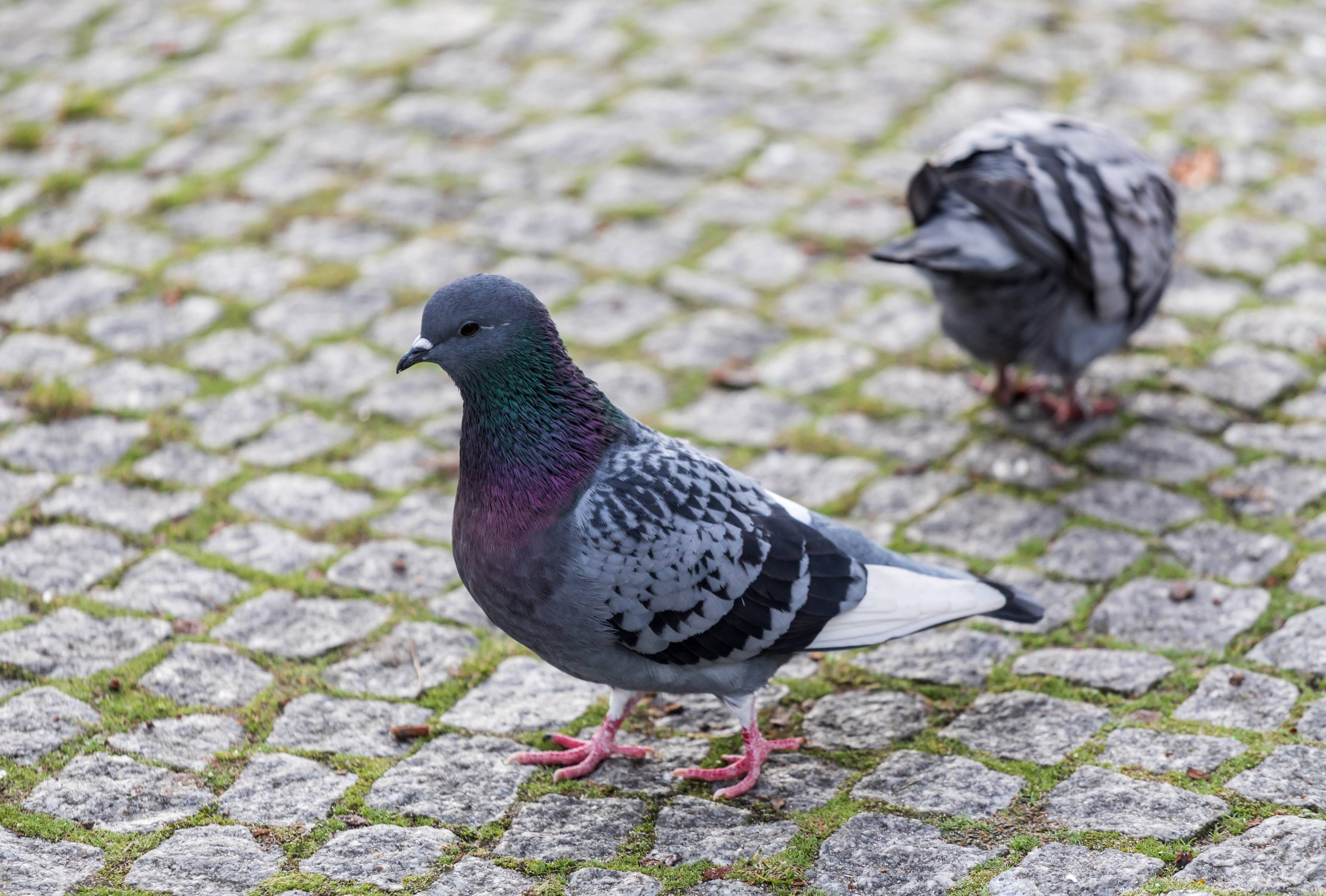 Gefieder verklebt: Peta stellt Strafanzeige wegen Taubenabwehrpaste