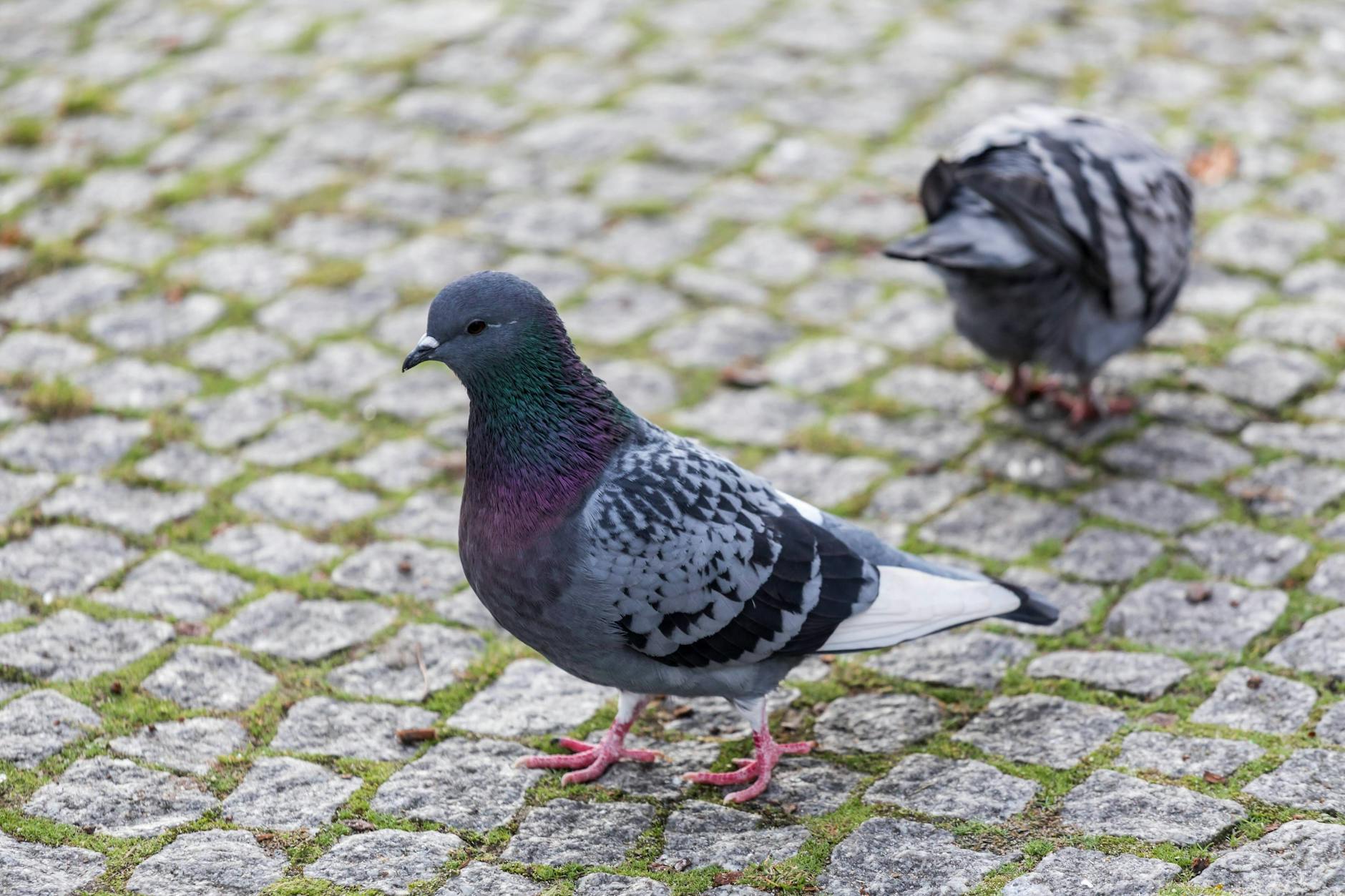 Allgegenwärtig und umstritten: Stadttauben sorgen für Diskussionen.
