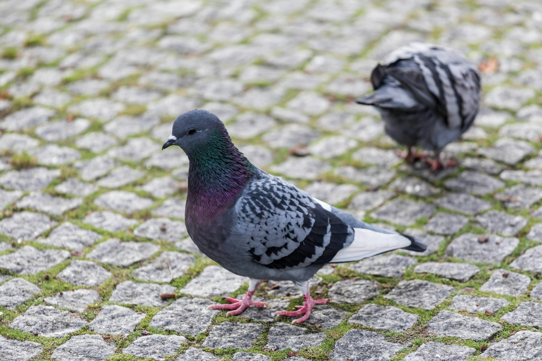 Allgegenwärtig und umstritten: Stadttauben sorgen für Diskussionen.