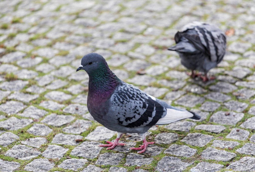 Allgegenwärtig und umstritten: Stadttauben sorgen für Diskussionen.
