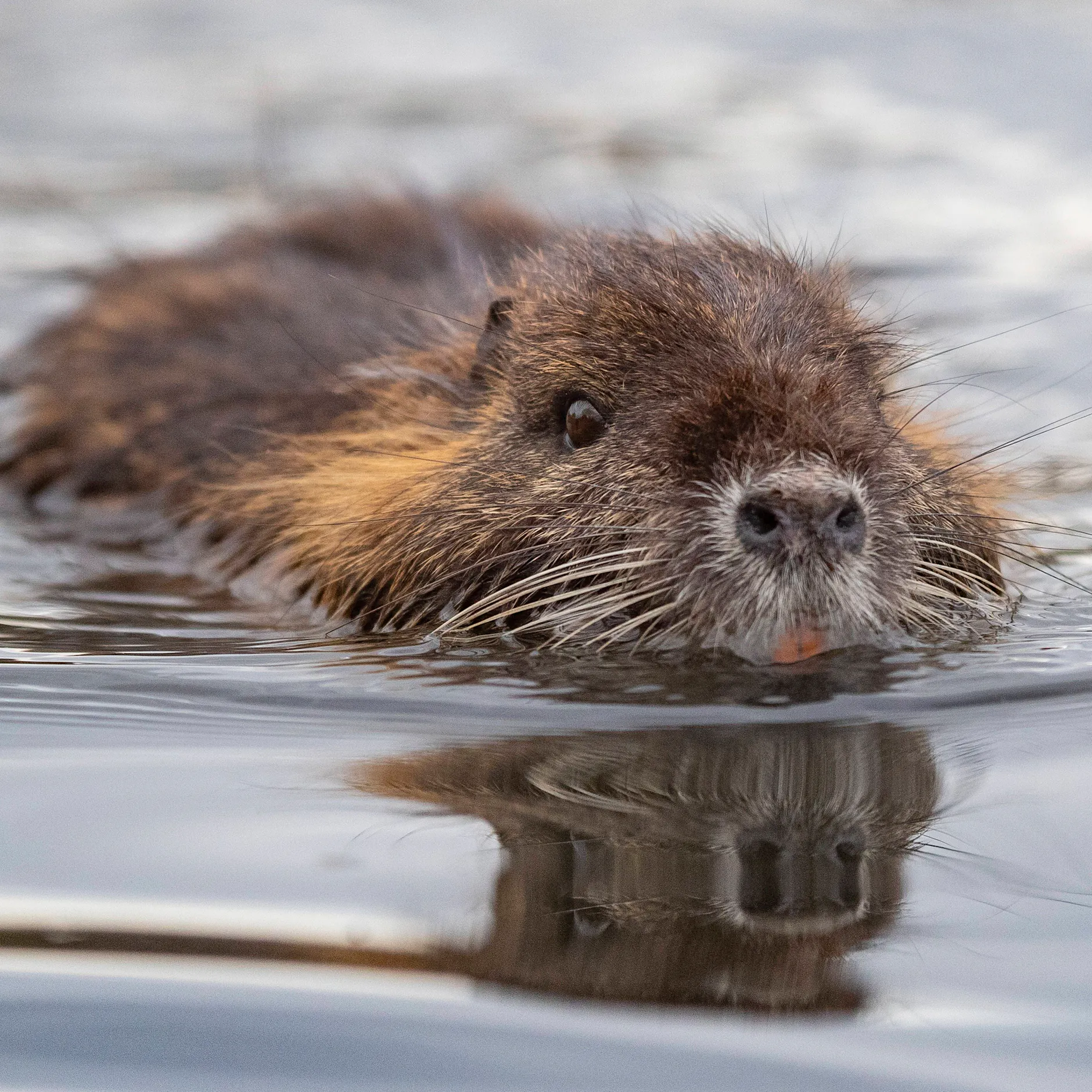 Cottbus zahlt Prämie fürs Töten von Biberratten