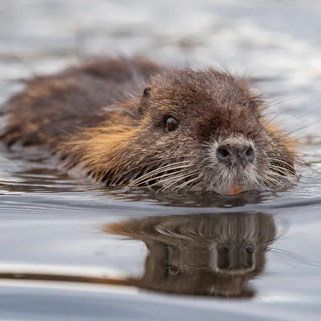 Cottbus zahlt Prämie fürs Töten von Biberratten