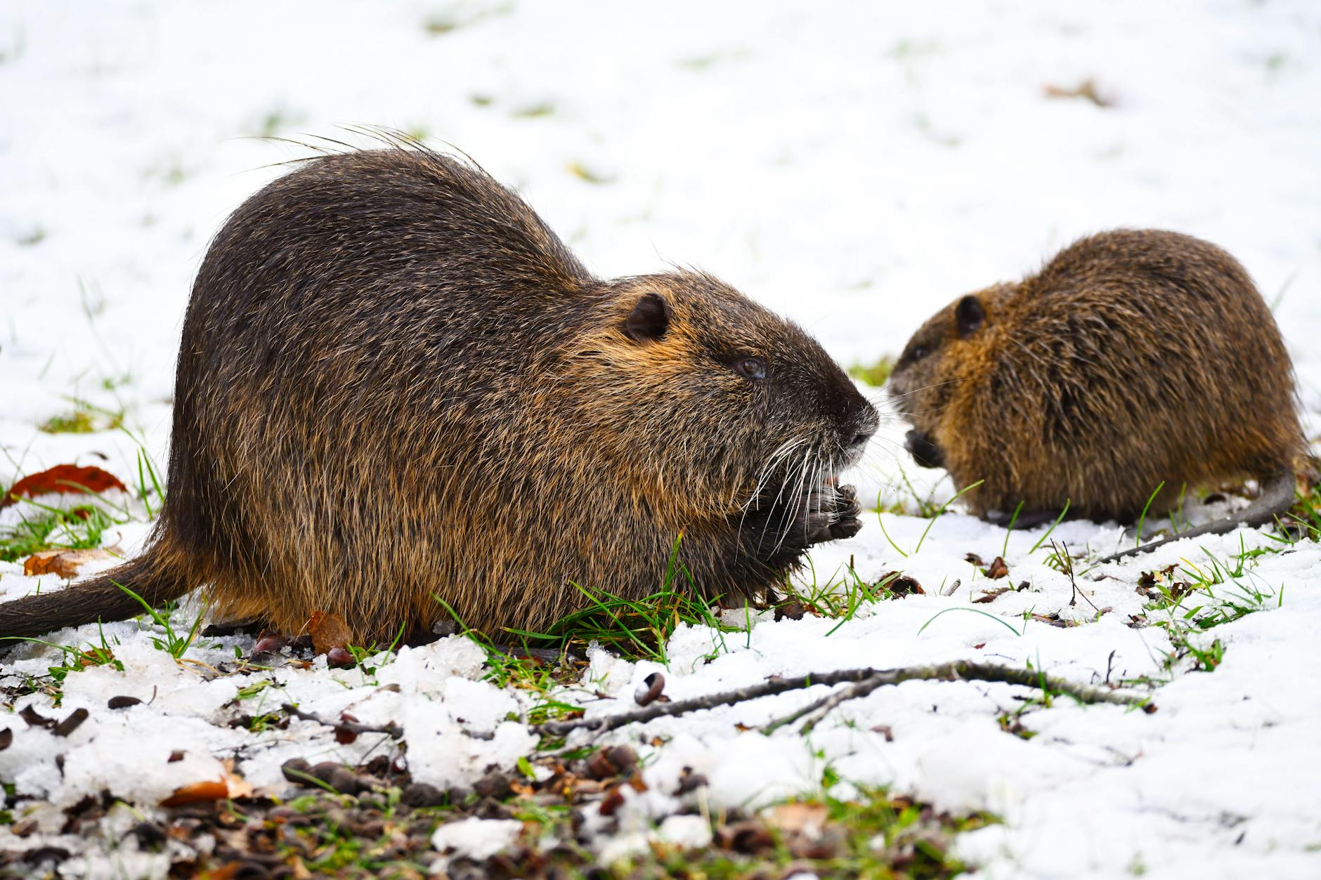 Nutrias kommen ursprünglich aus Südamerika