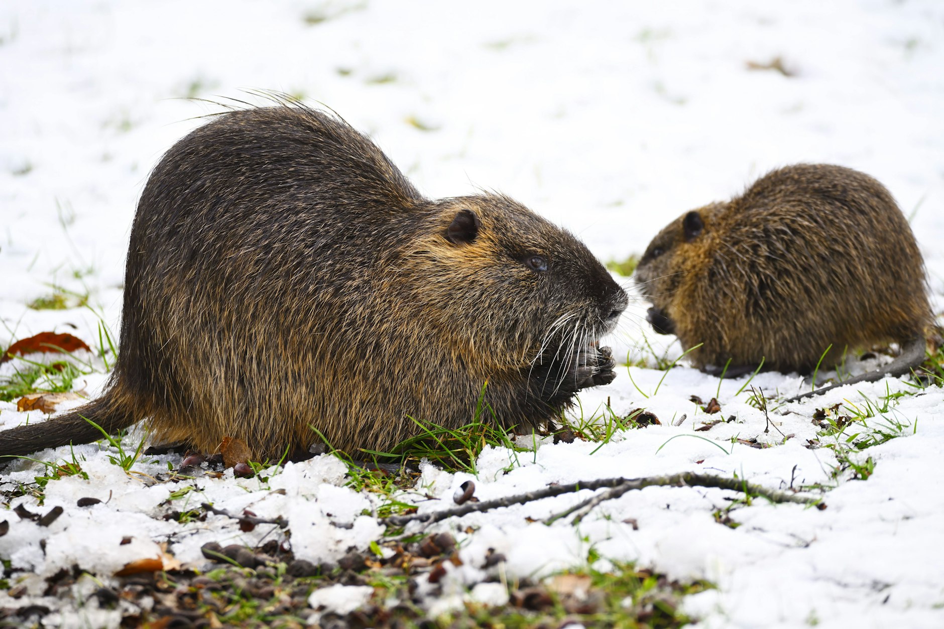 Nutrias kommen ursprünglich aus Südamerika