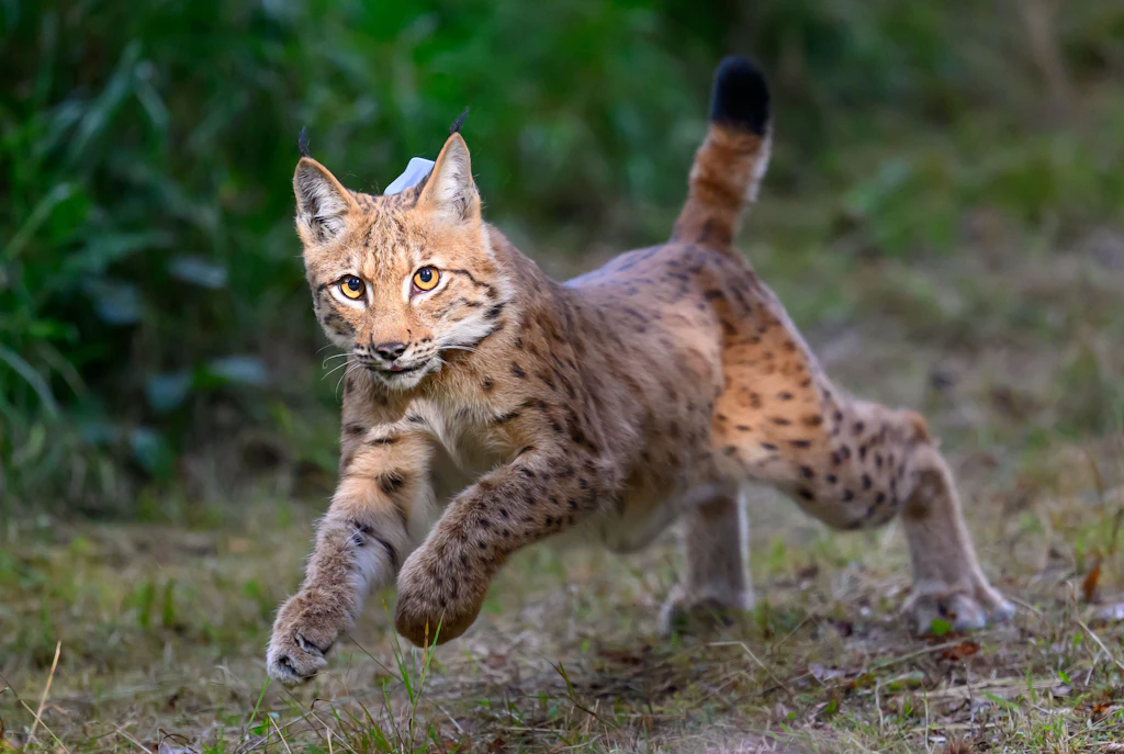 Luchs Juno wieder da: Raubtier streunt durch Sachsen