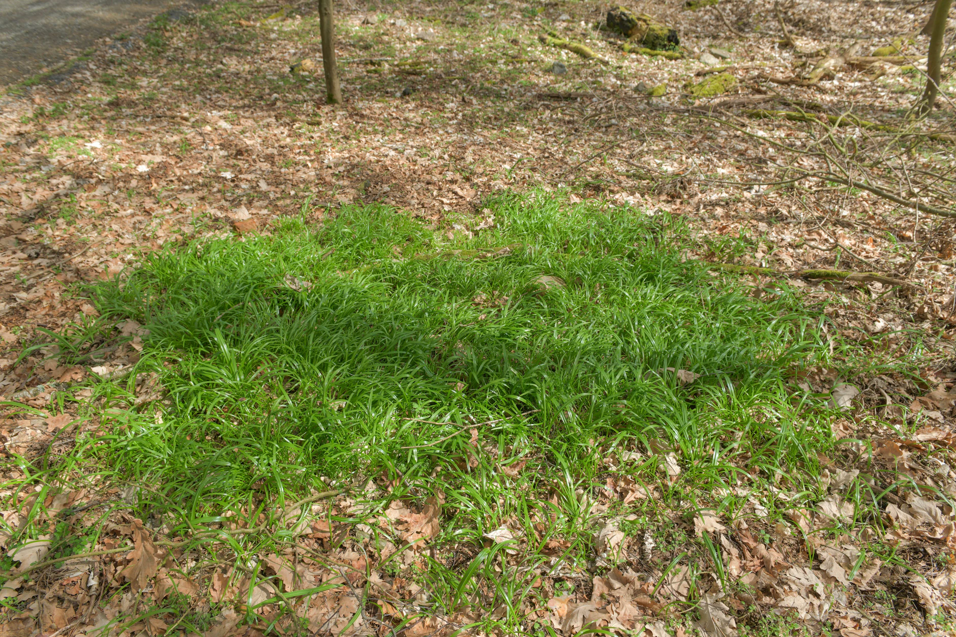 Berliner Lauch, auch Wunder-Lauch genannt, ist mit dem Bärlauch eng verwandt. Ihn findet man auch unter anderem im Grunewald.