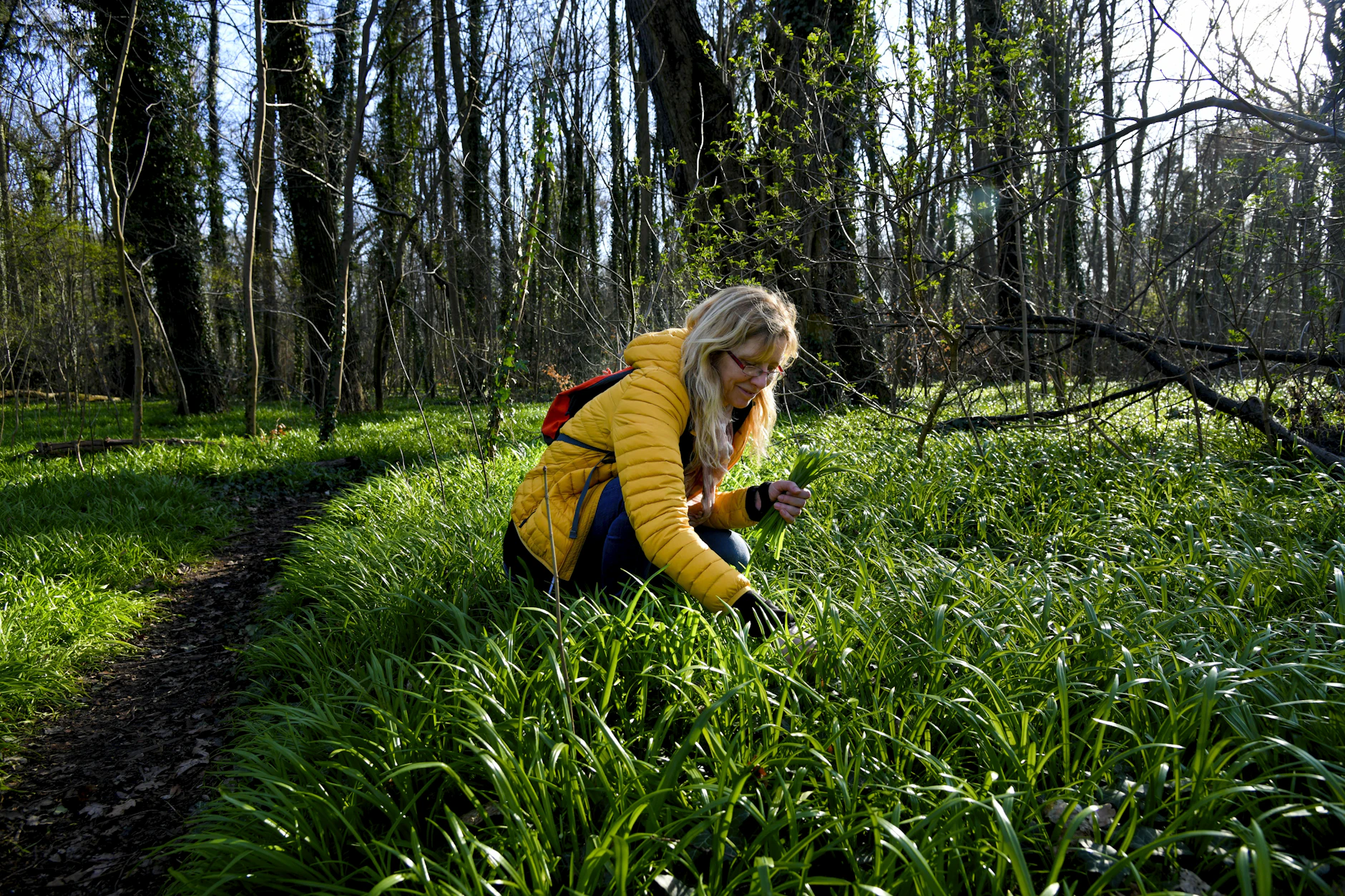 Bärlauch selbst pflücken? Diese Orte in Berlin sind ein Muss