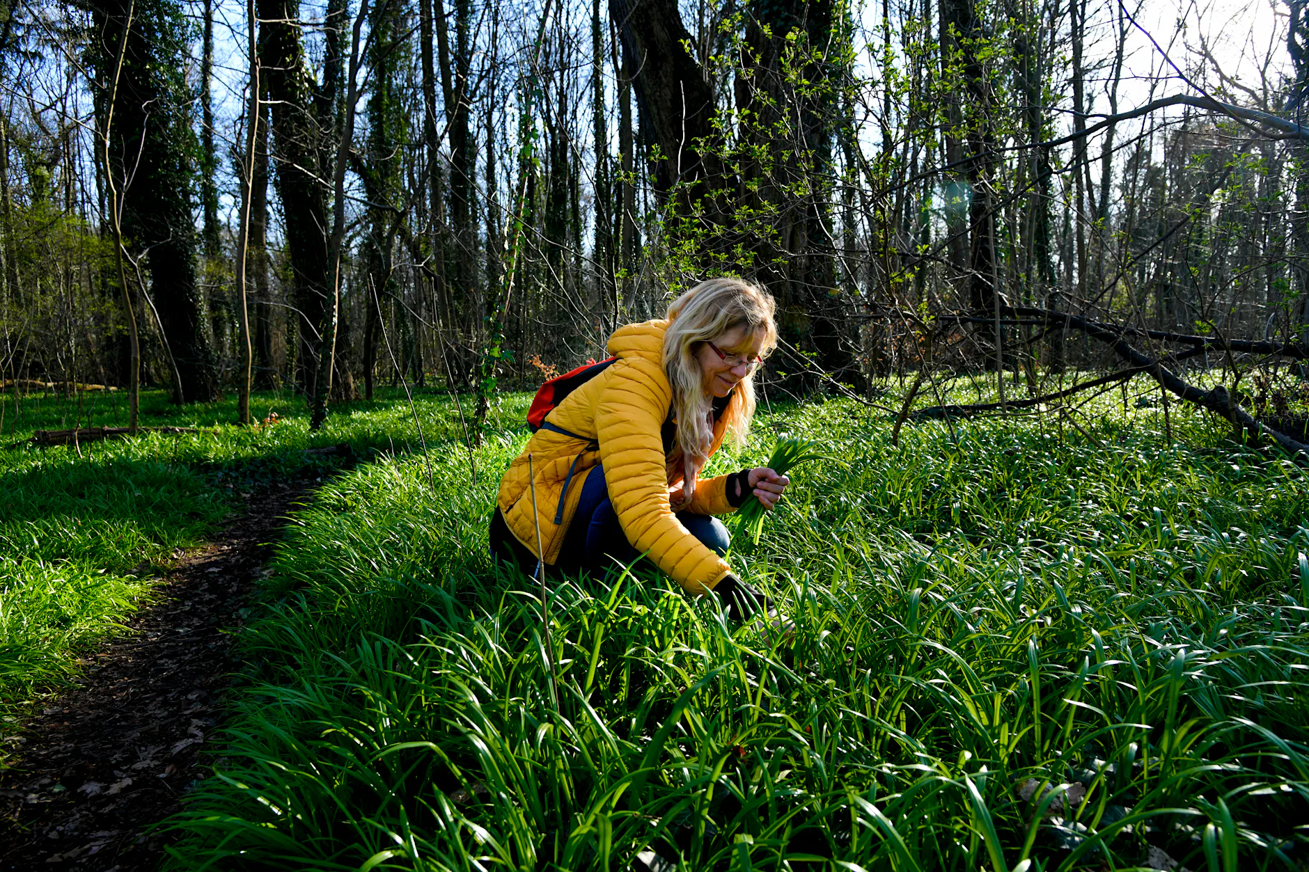 Bärlauch selbst pflücken? Diese Orte in Berlin sind ein Muss