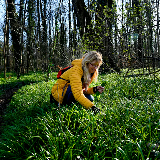 Bärlauch selbst pflücken? Diese Orte in Berlin sind ein Muss