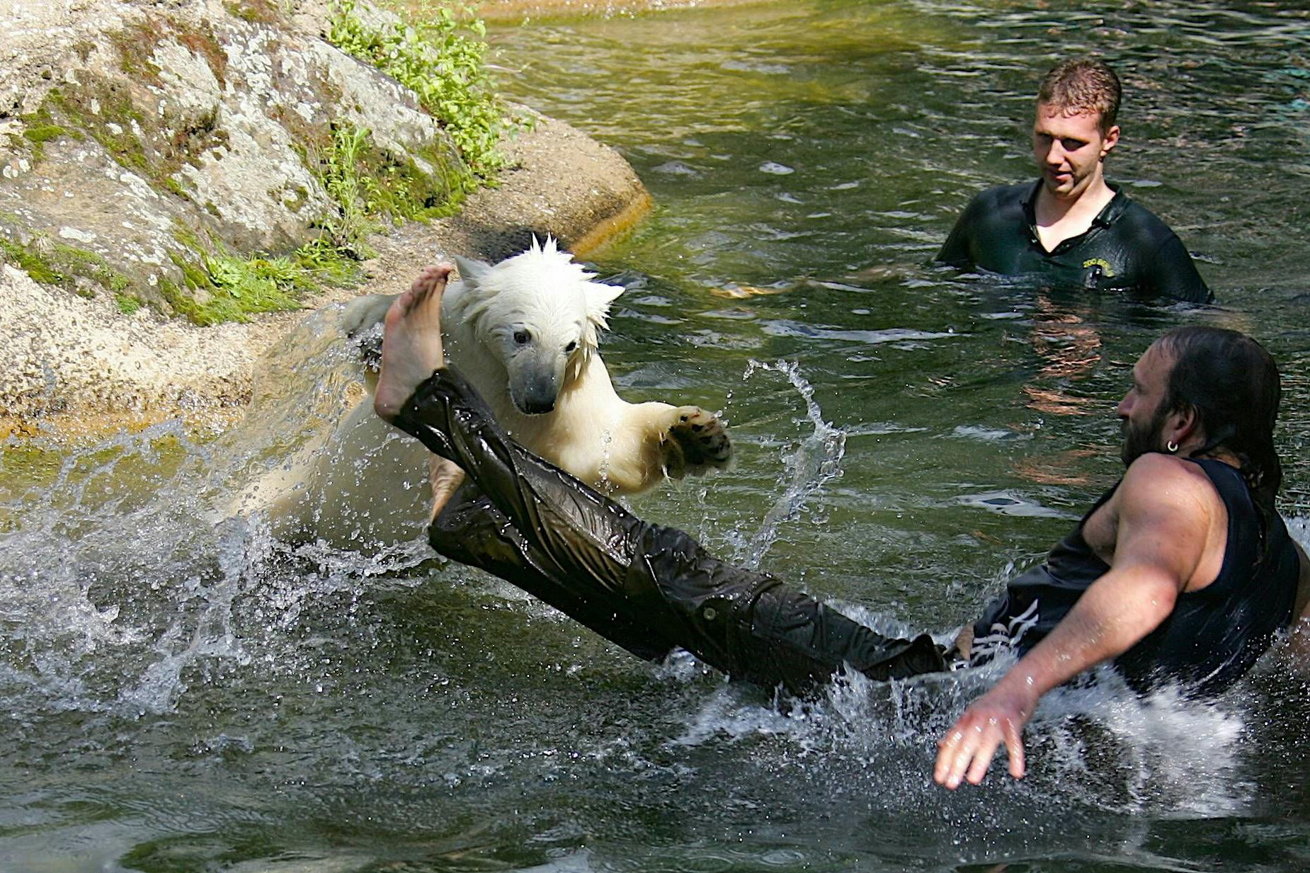 Juli 2007: Eisbär Knut und Thomas Dörflein (unten rechts) spielten im Wasser.