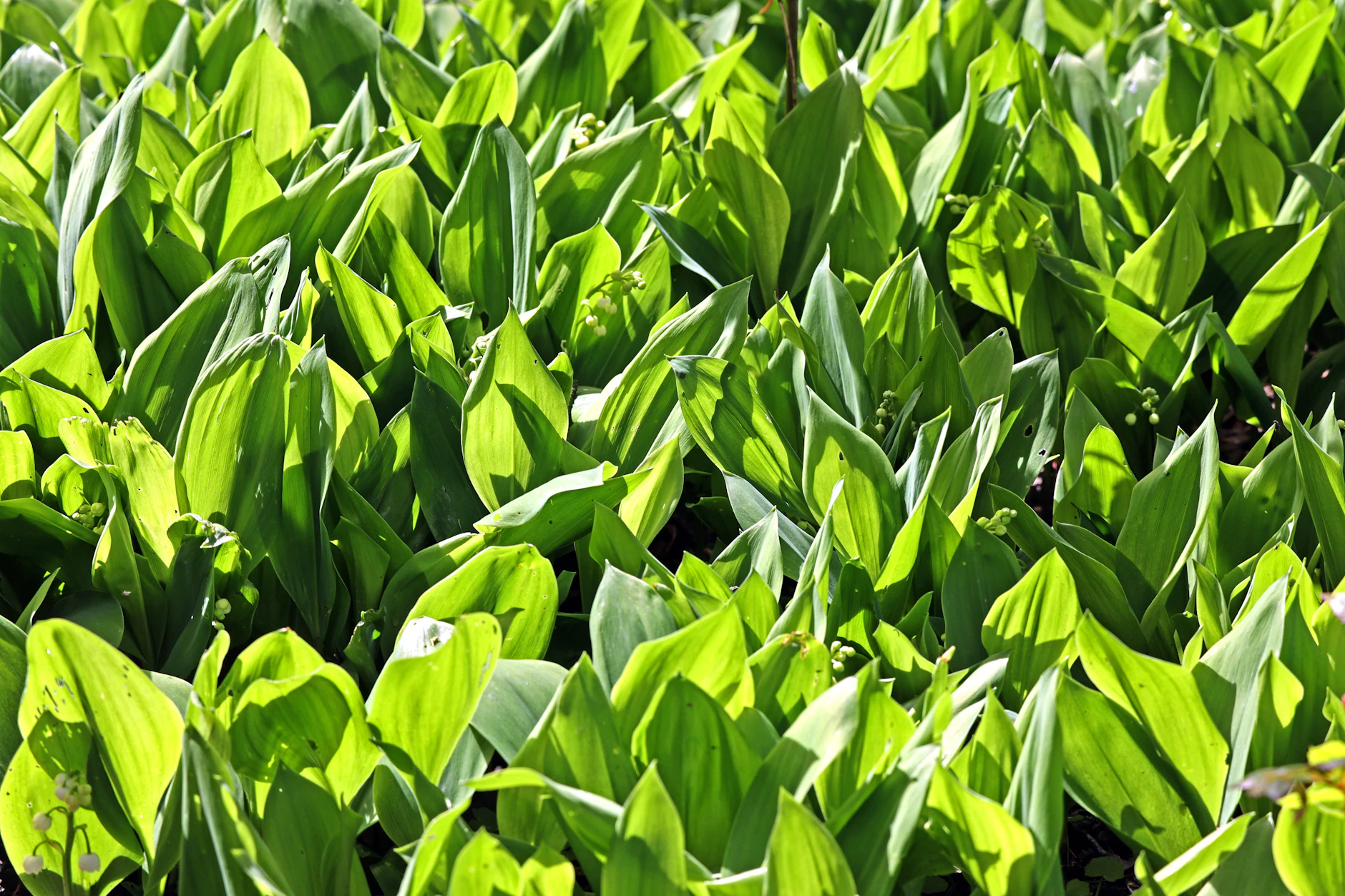 Die Blätter des giftigen Maiglöckchens werden oft mit Bärlauch verwechselt.