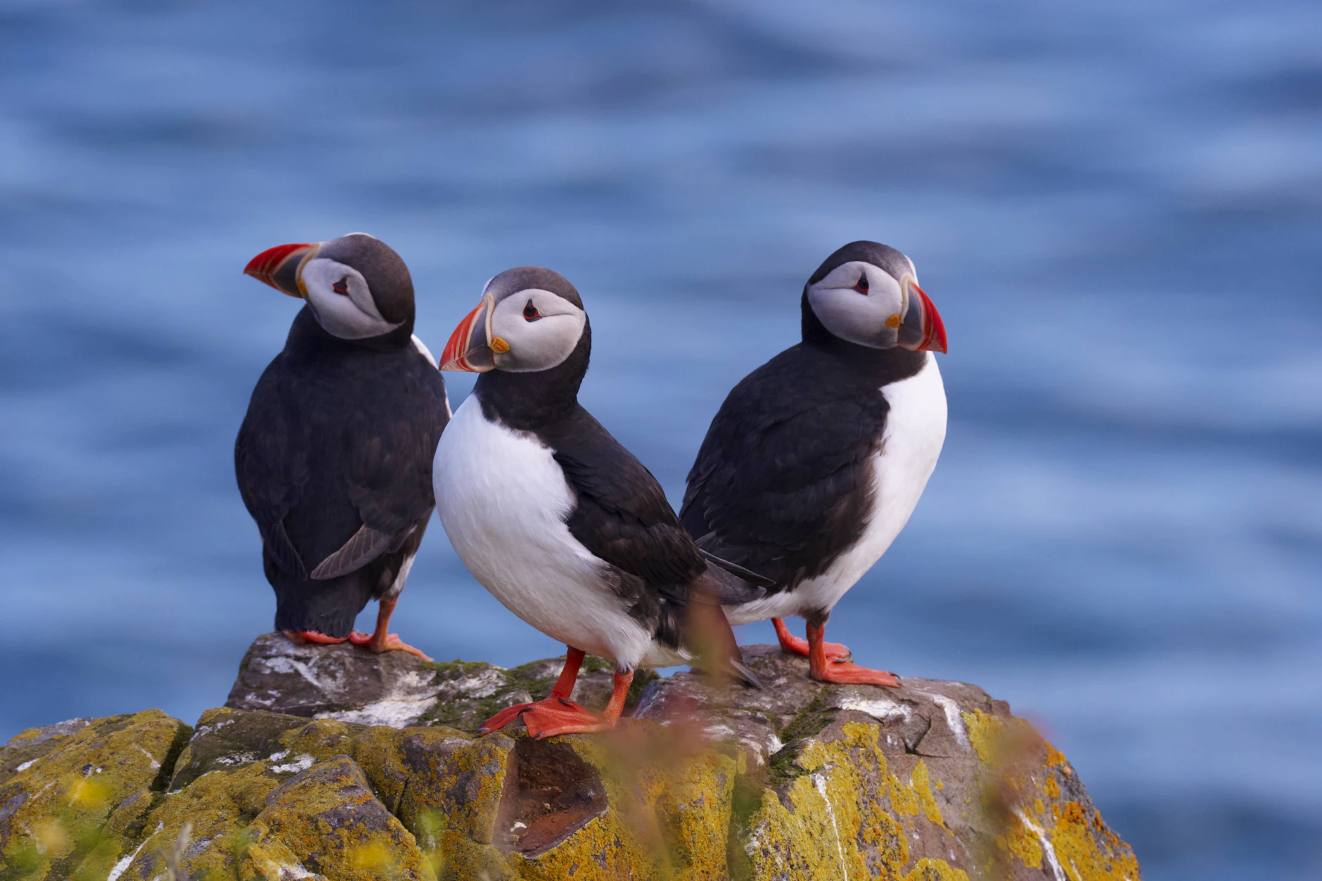 Mehrere Seevögel, darunter überwiegend Papageitaucher, starben im vergangenen Jahr aufgrund von Winterstürmen.