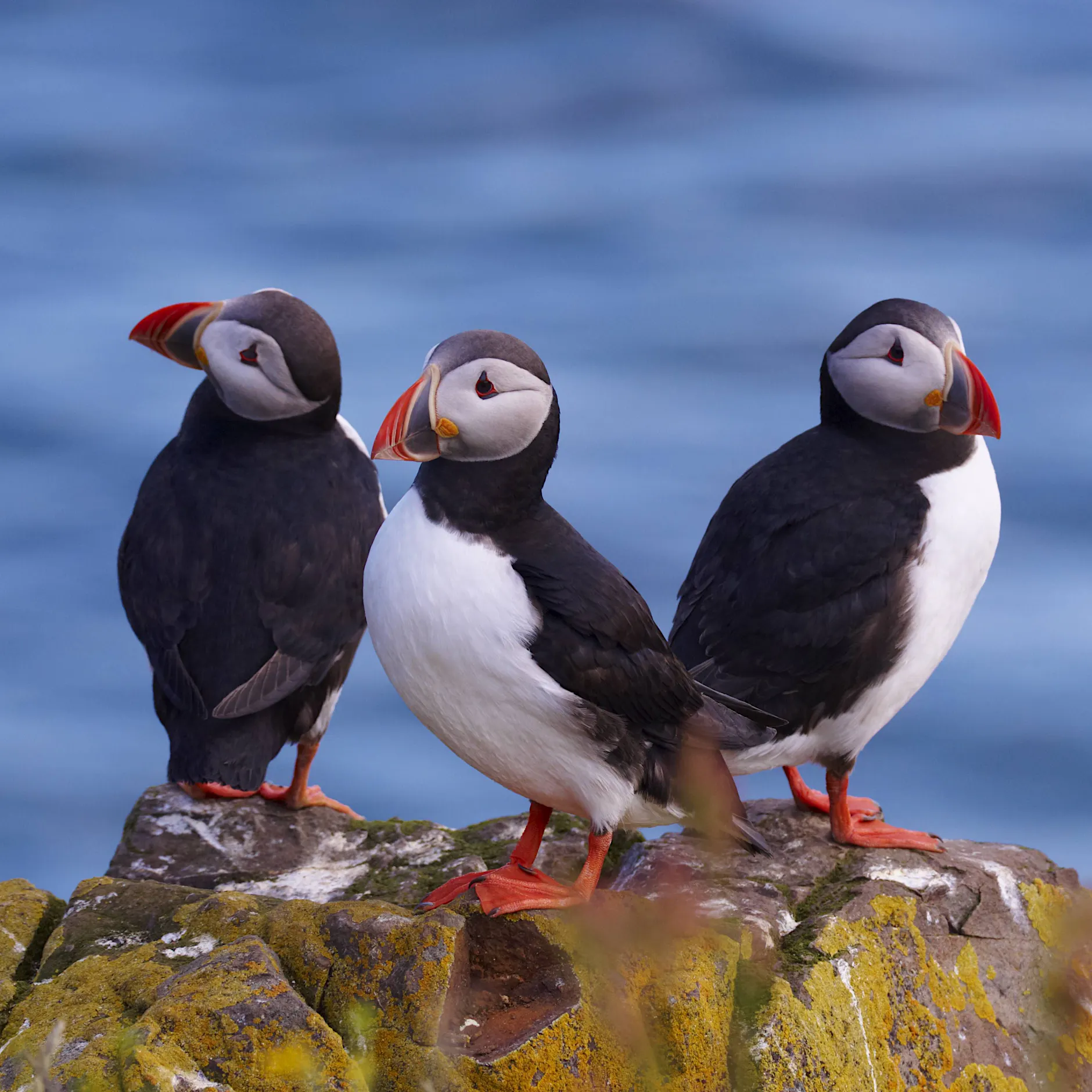 Massensterben an Europas Küsten: Tausende tote Seevögel angespült