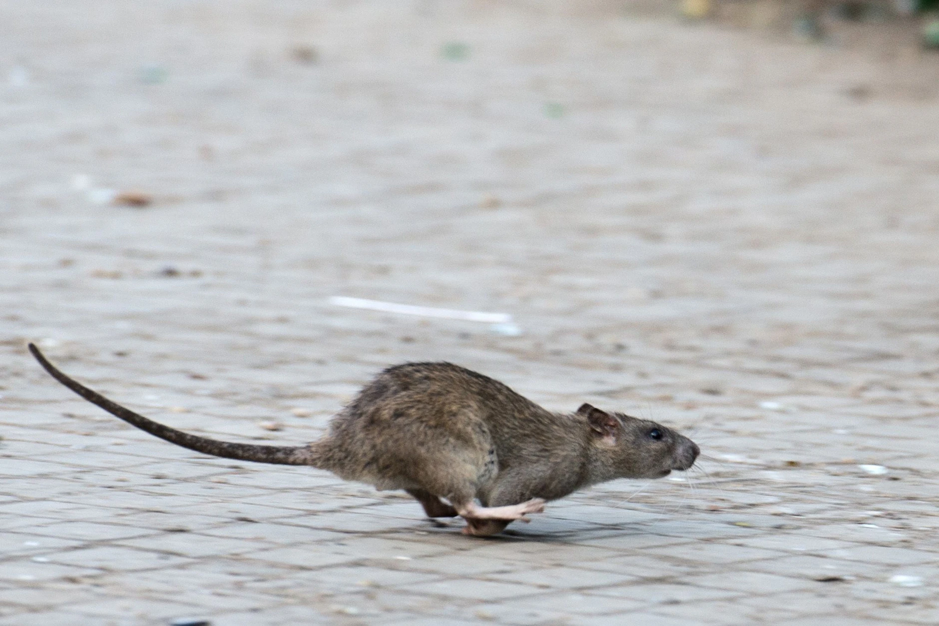 Ratten sind da, wo es Essensreste gibt. Beim Grillen fallen sie zu Hauf an.
