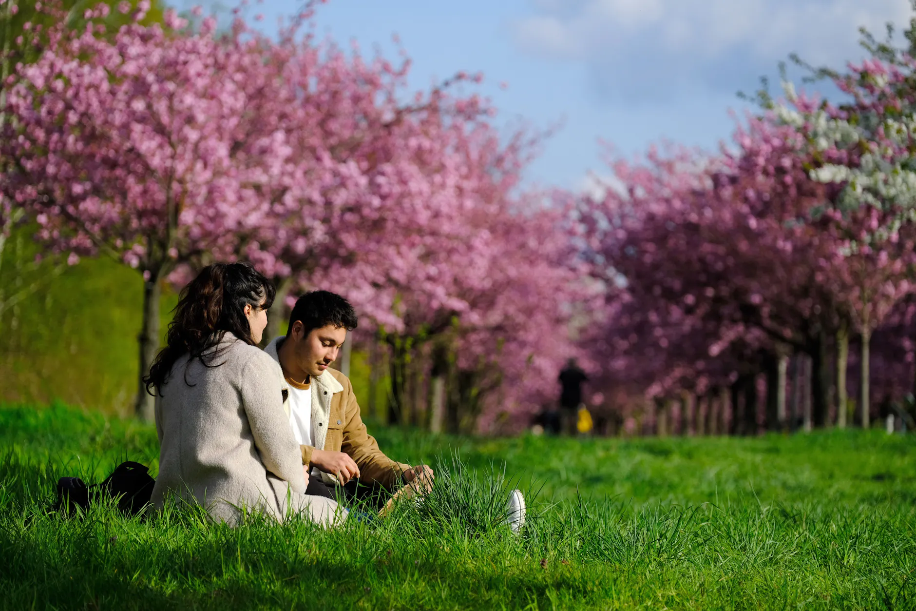 Die TV-Asahi-Kirschblütenallee liegt 13 Kilometer vom Berliner Zentrum.