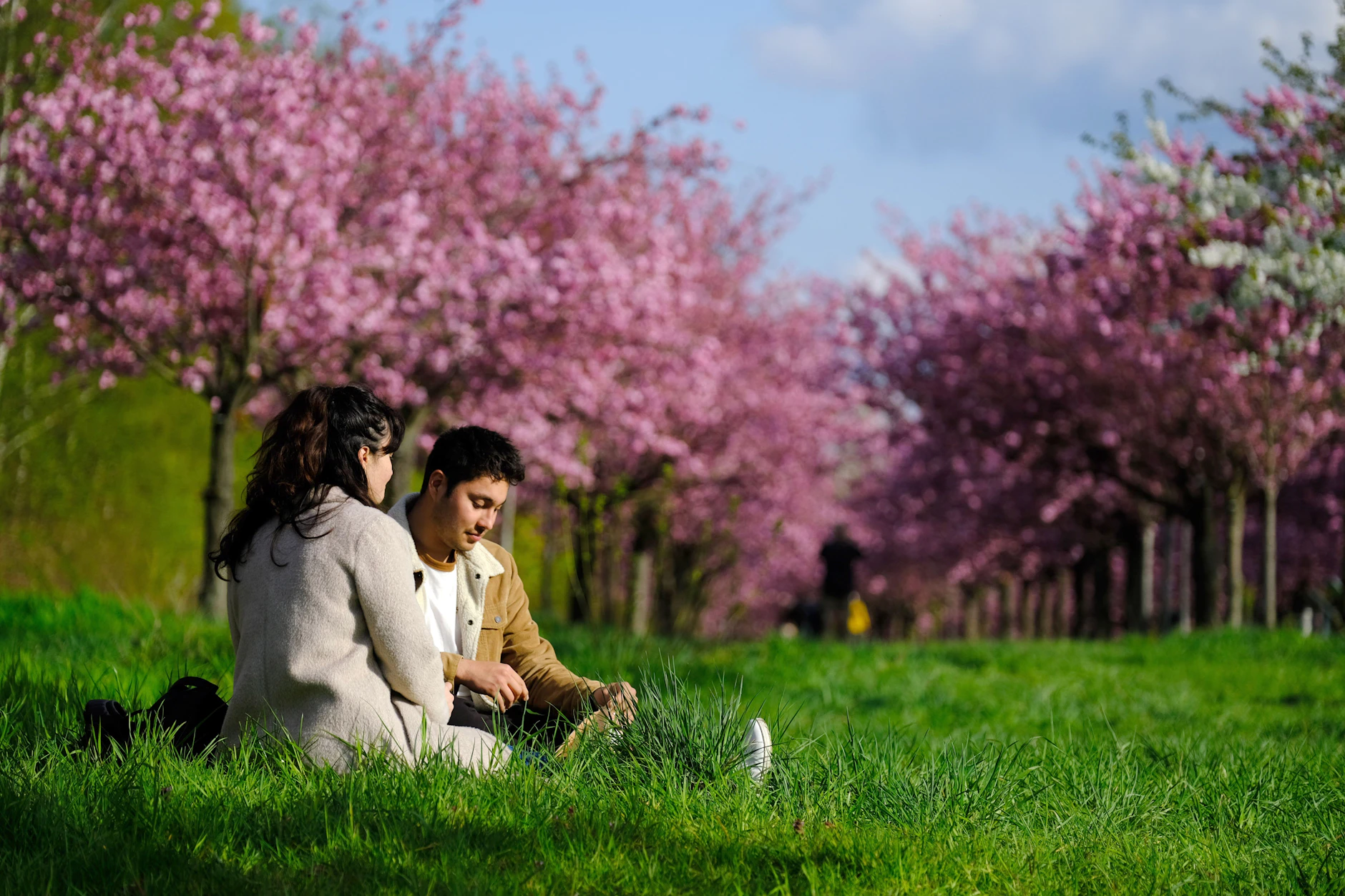 Die TV-Asahi-Kirschblütenallee liegt 13 Kilometer vom Berliner Zentrum.