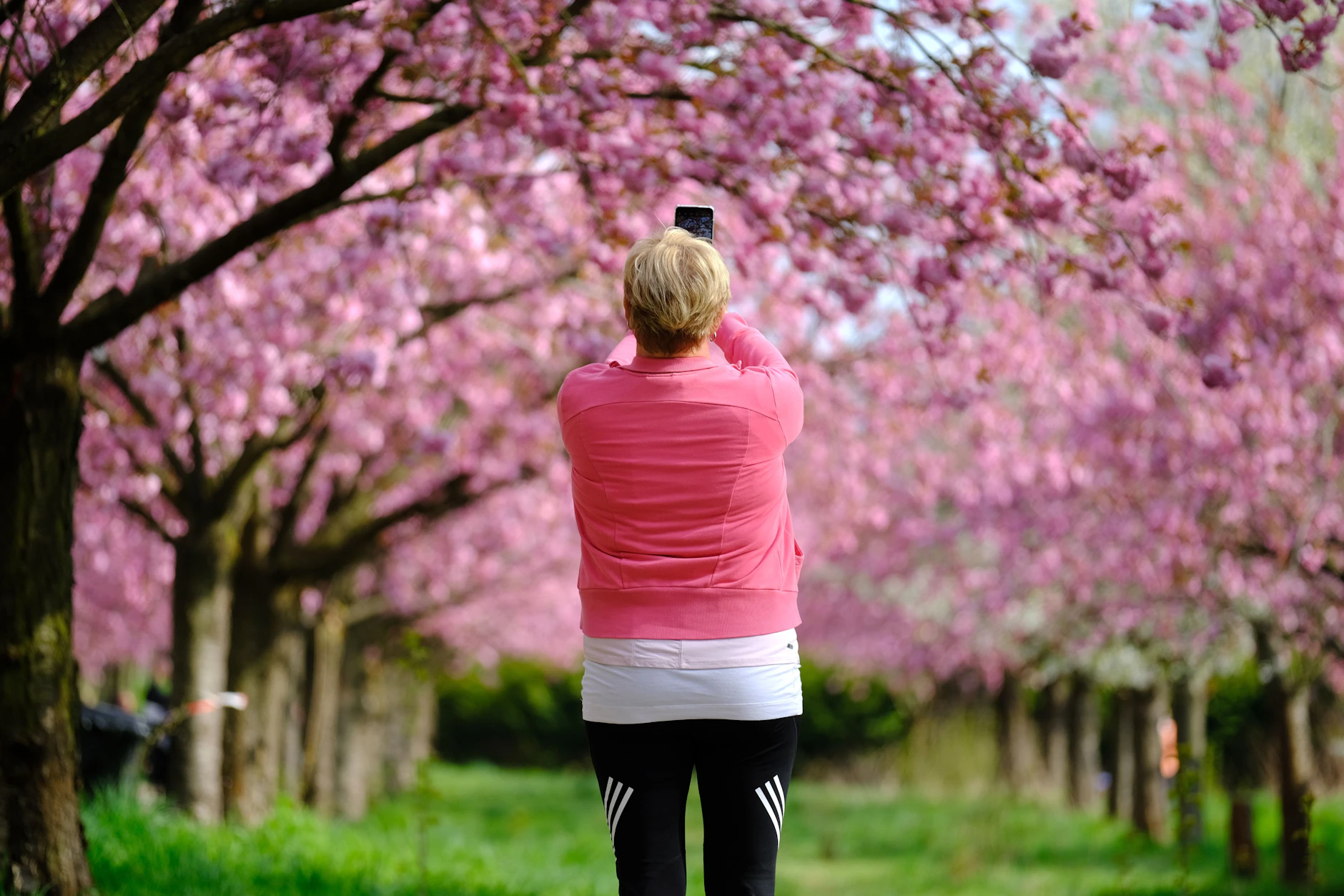 Jedes Jahr wollen Tausende die Kirschblütenpracht vor die Linse kriegen.