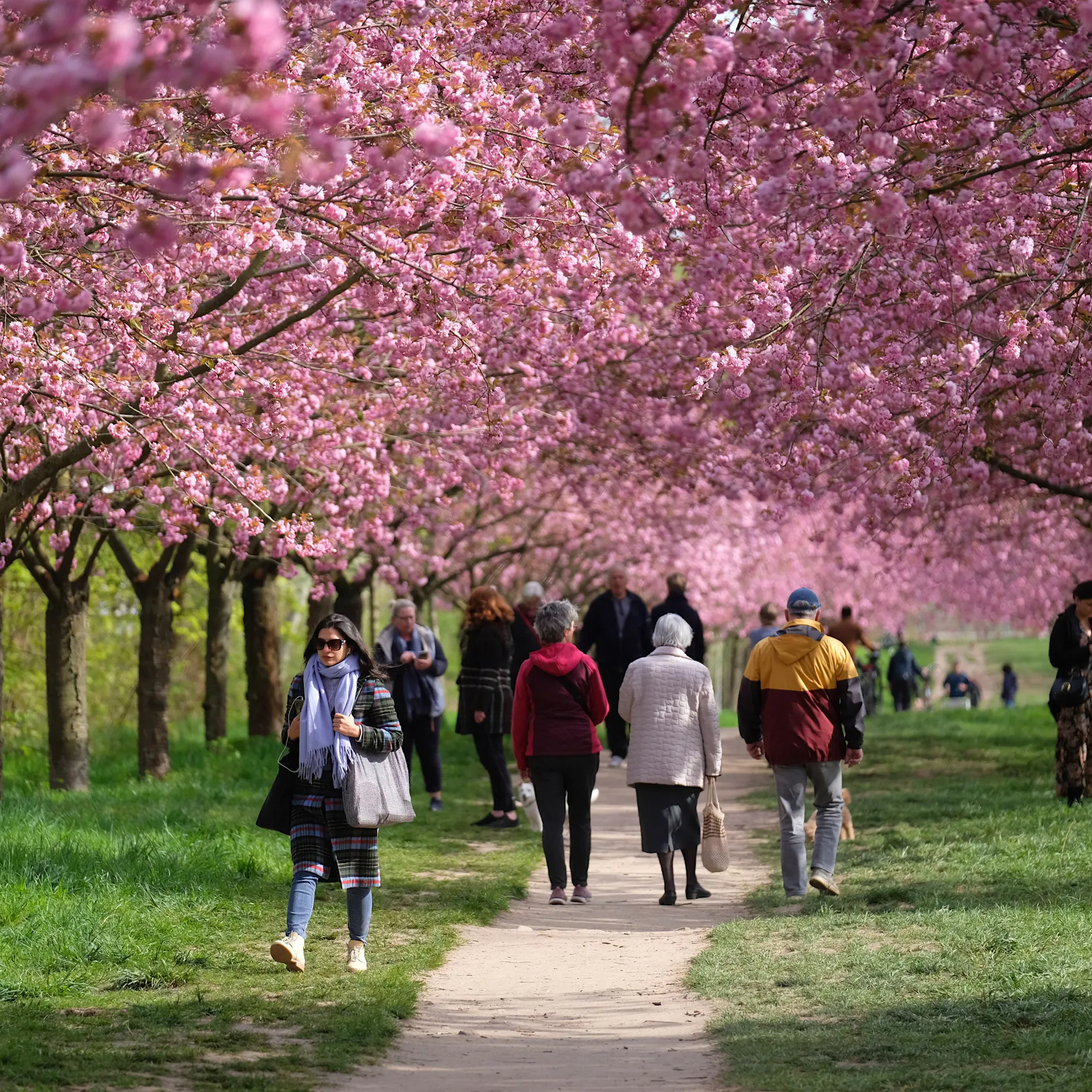 Frühjahrszauber in Berlin: Entdecken Sie die Kirschblütenallee!
