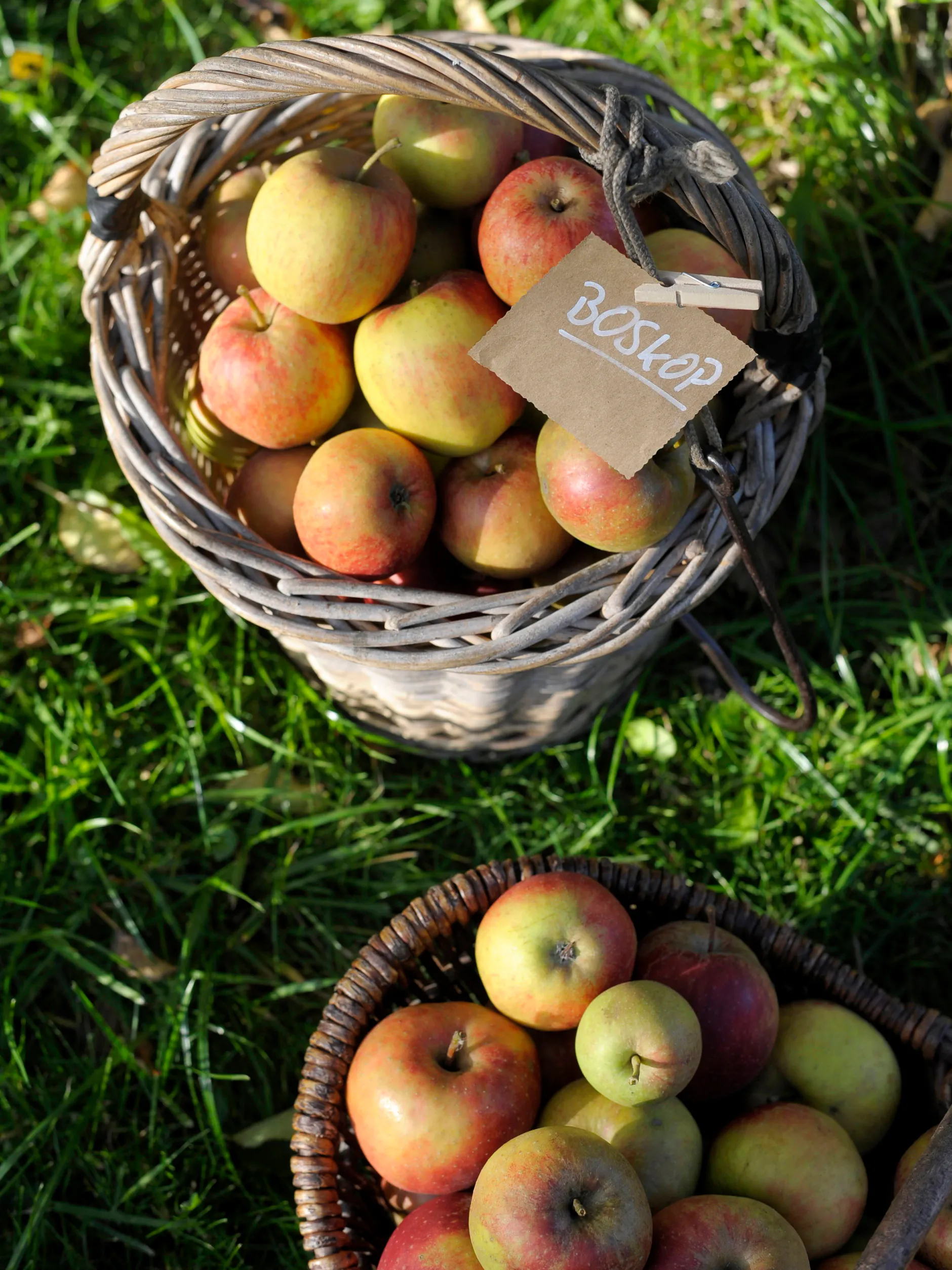 Boskop-Äpfel eignen sich besonders gut für einen Blitz-Apfelkuchen.