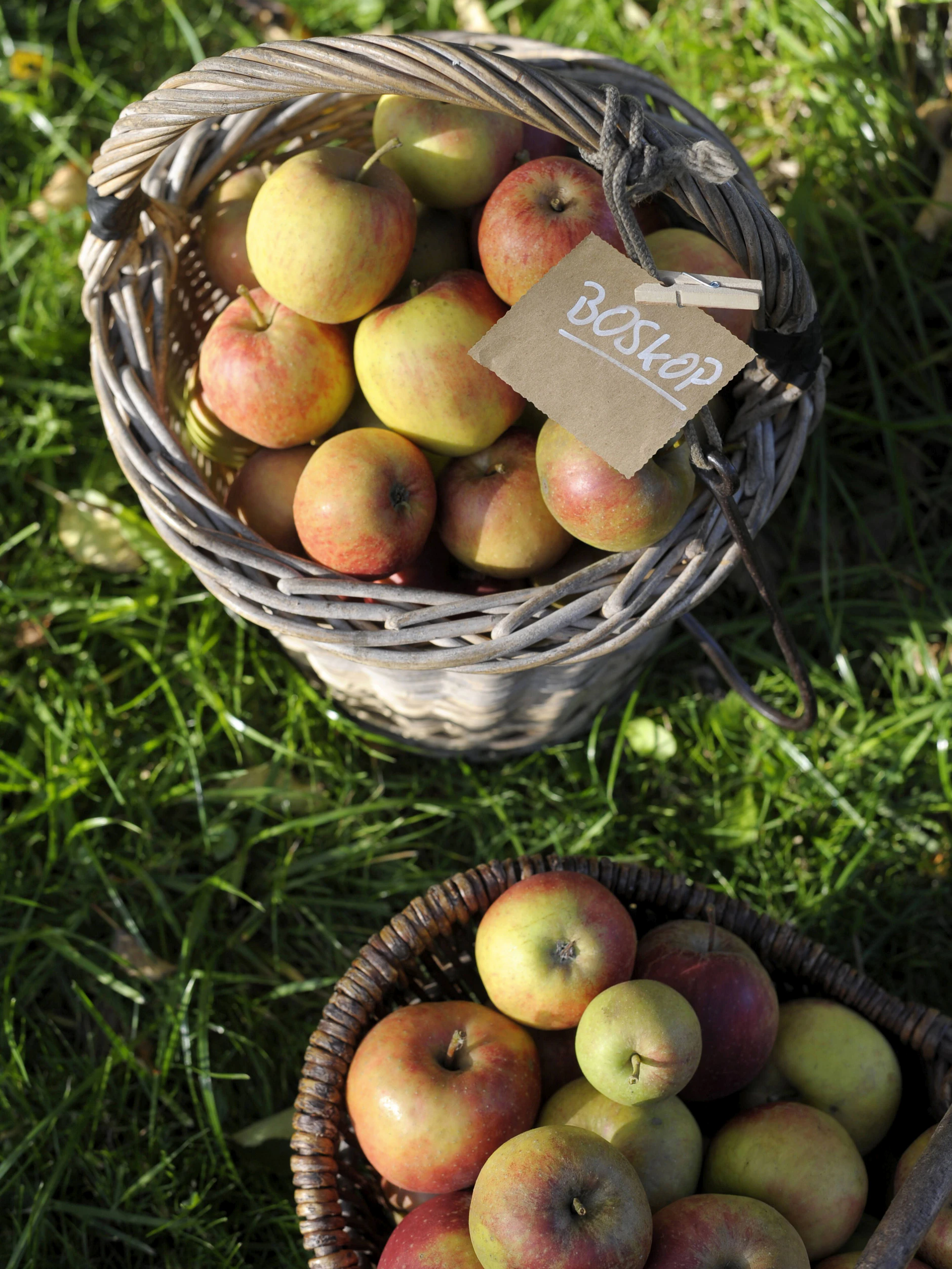 Boskop-Äpfel eignen sich besonders gut für einen Blitz-Apfelkuchen. 