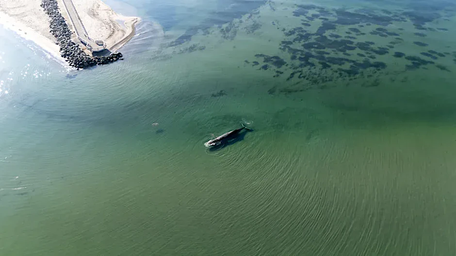 Auch am Dienstagmorgen steckt der Wal weiter auf einer Sandbank fest.