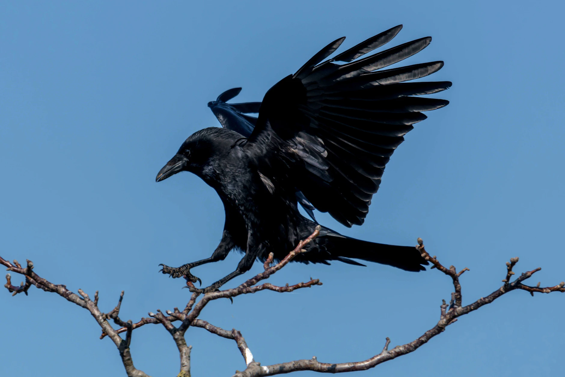 Ein Rabe ist das – oder doch ein verzauberter Müllersbursche?