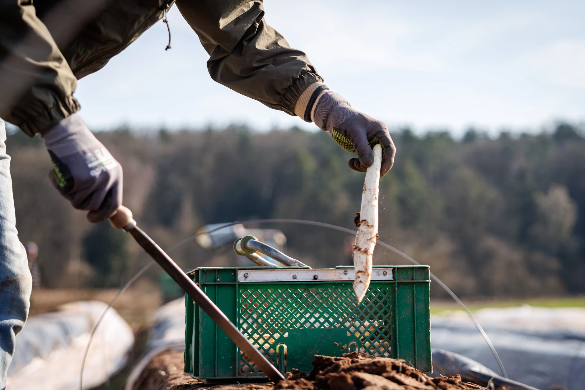 Spargelstechen ist nicht einfach, der gestiegene Mindestlohn führt auch zu höheren Preisen. 