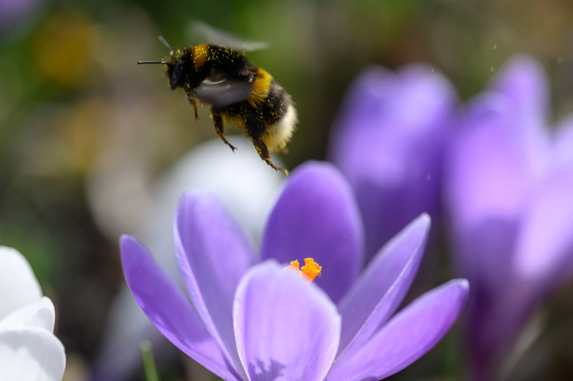 Eine Hummel fliegt aus der Blüte eines Krokus.